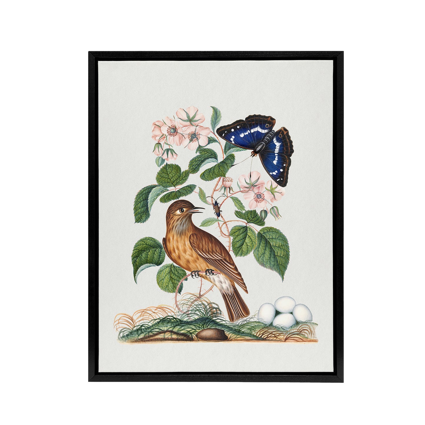 Spotted Flycatcher and Purple Emperor Bolton Black Framed Canvas Wall Art