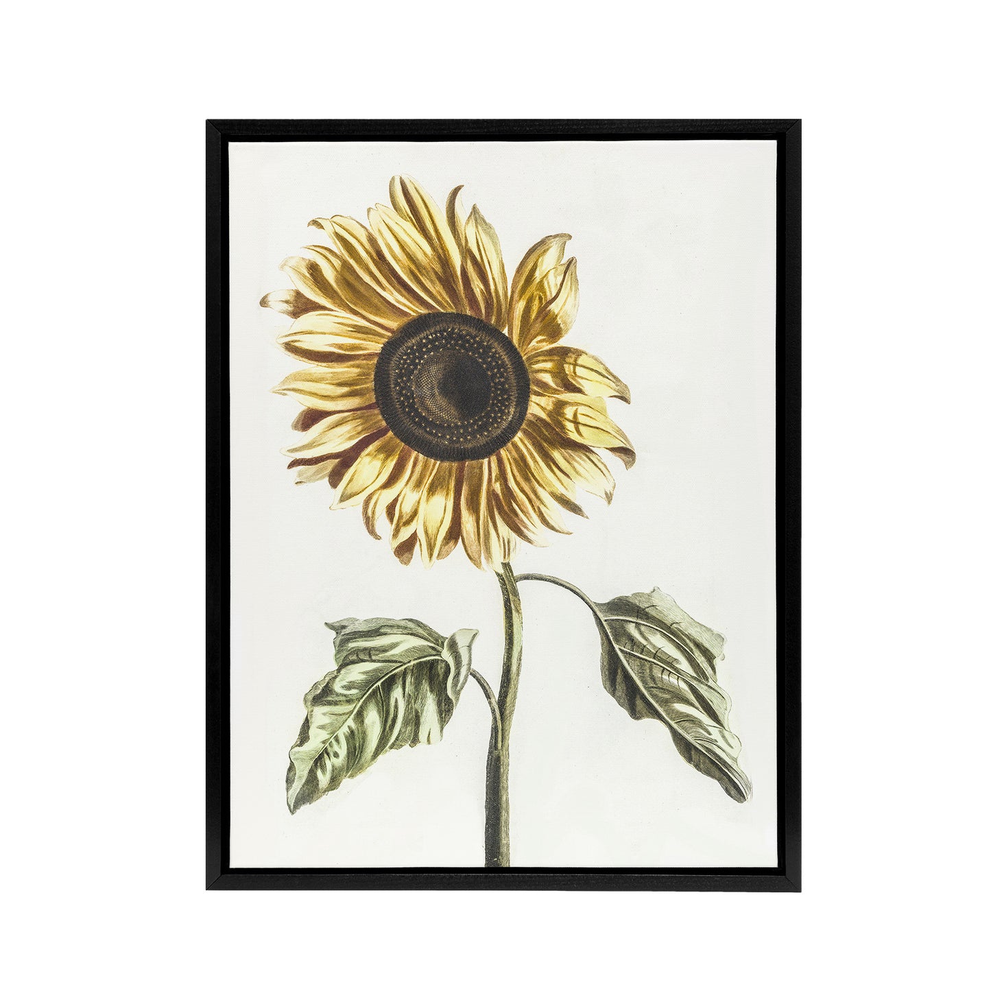 Sunflower Vintage Flower Painting Teyler Black Framed Canvas Wall Art
