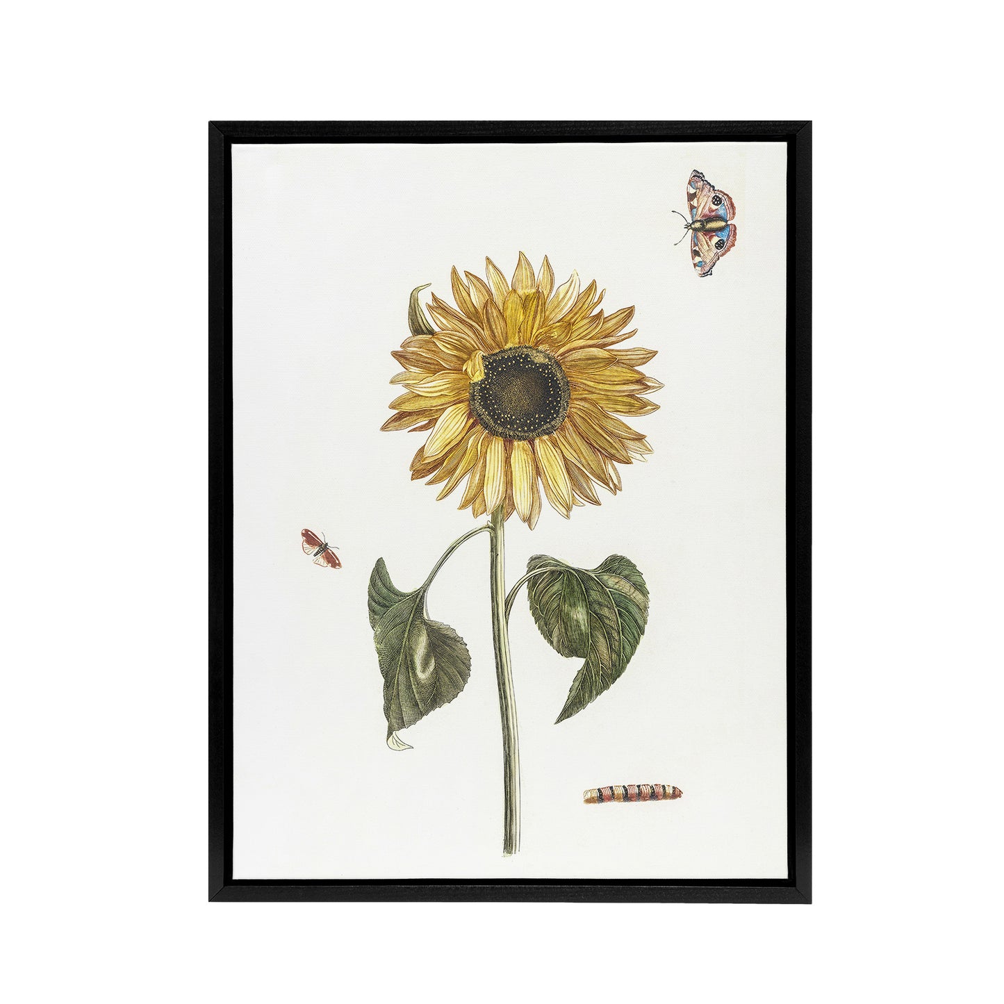 Sunflower Caterpillar And Two Butterflies Teyler Framed Canvas Wall Art