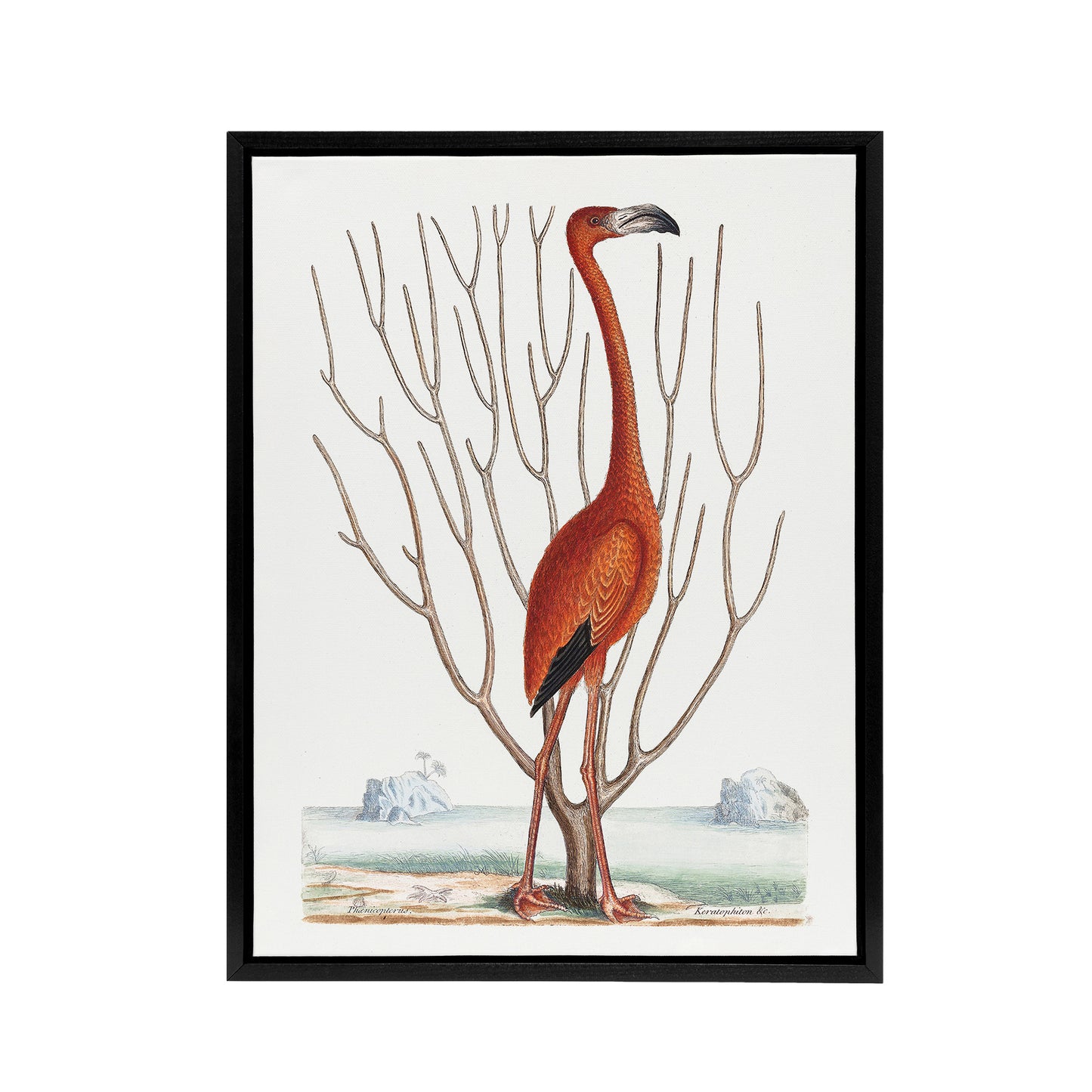 Flamingo Bird Vintage Illustration Catesby Black Framed Canvas Wall Art