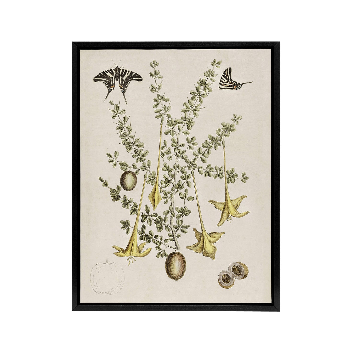 Frutex Spinofus Flowers and Butterflies Catesby Framed Canvas Wall Art