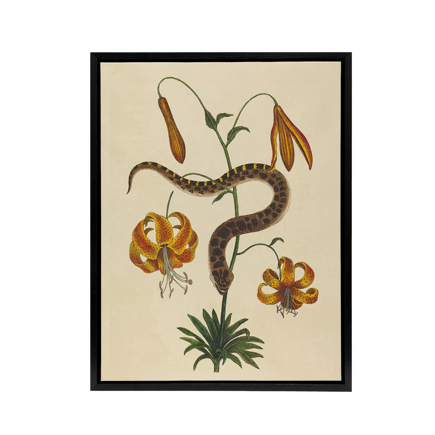 Hog Nose Snake and Tiger Lily Mark Catesby Black Framed Canvas Wall Art