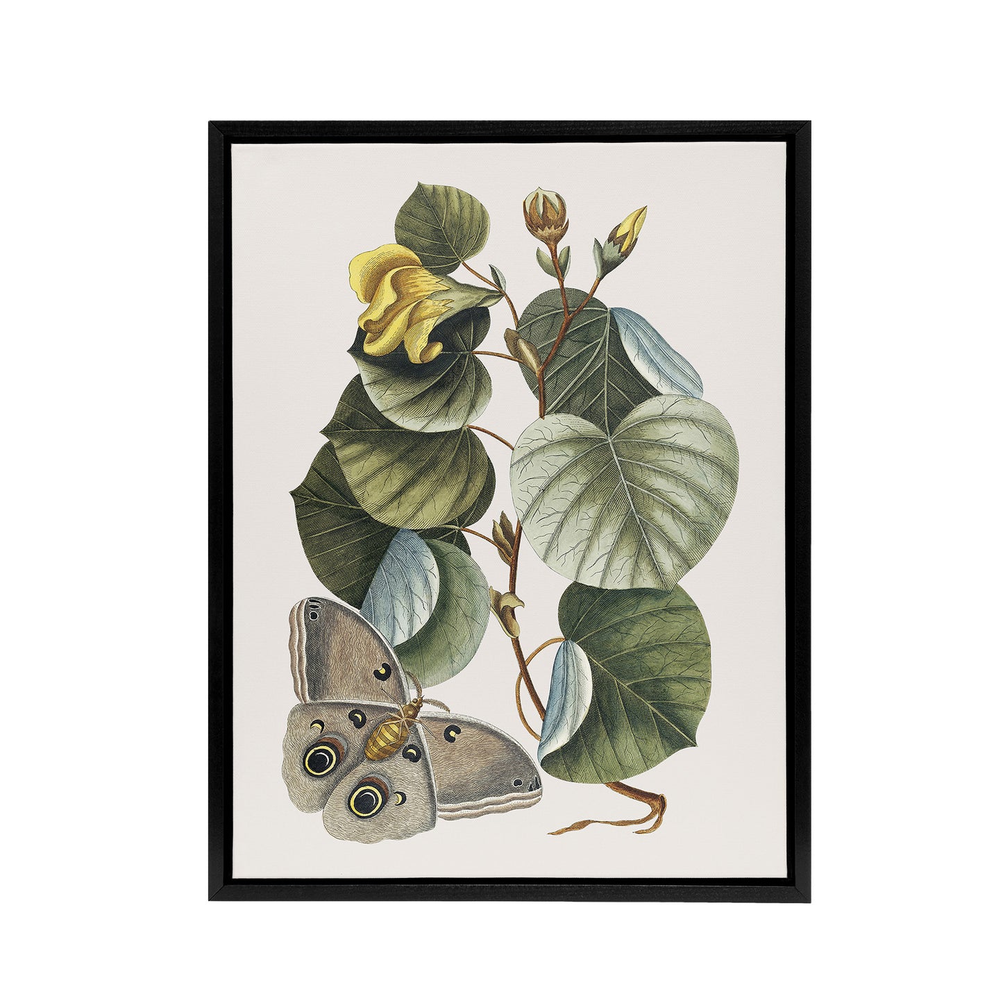 Ketmia Hibiscus Flower and Butterfly Catesby Black Framed Canvas Wall Art
