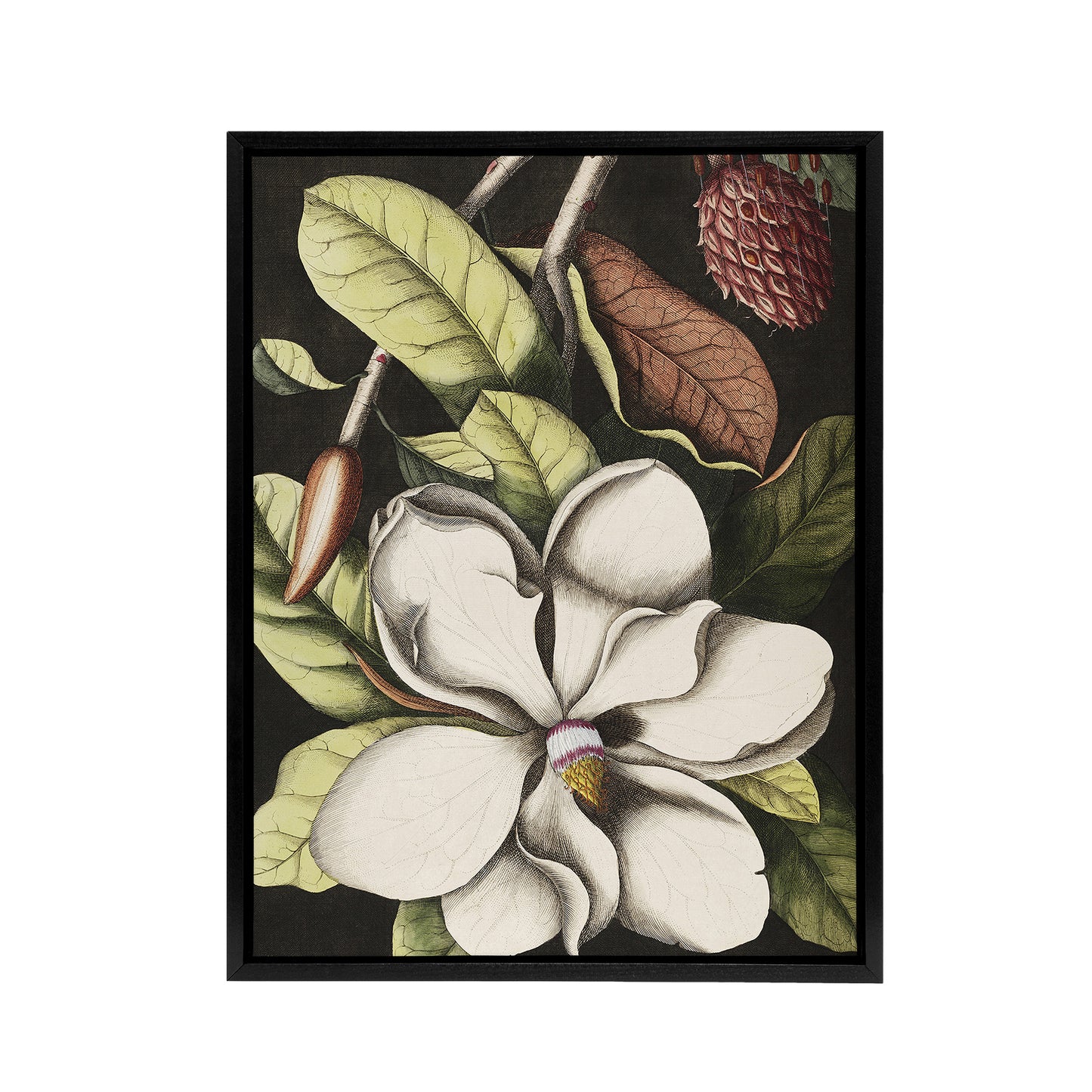 Laurel Tree Magnolia Altissima Flower Catesby Framed Canvas Wall Art
