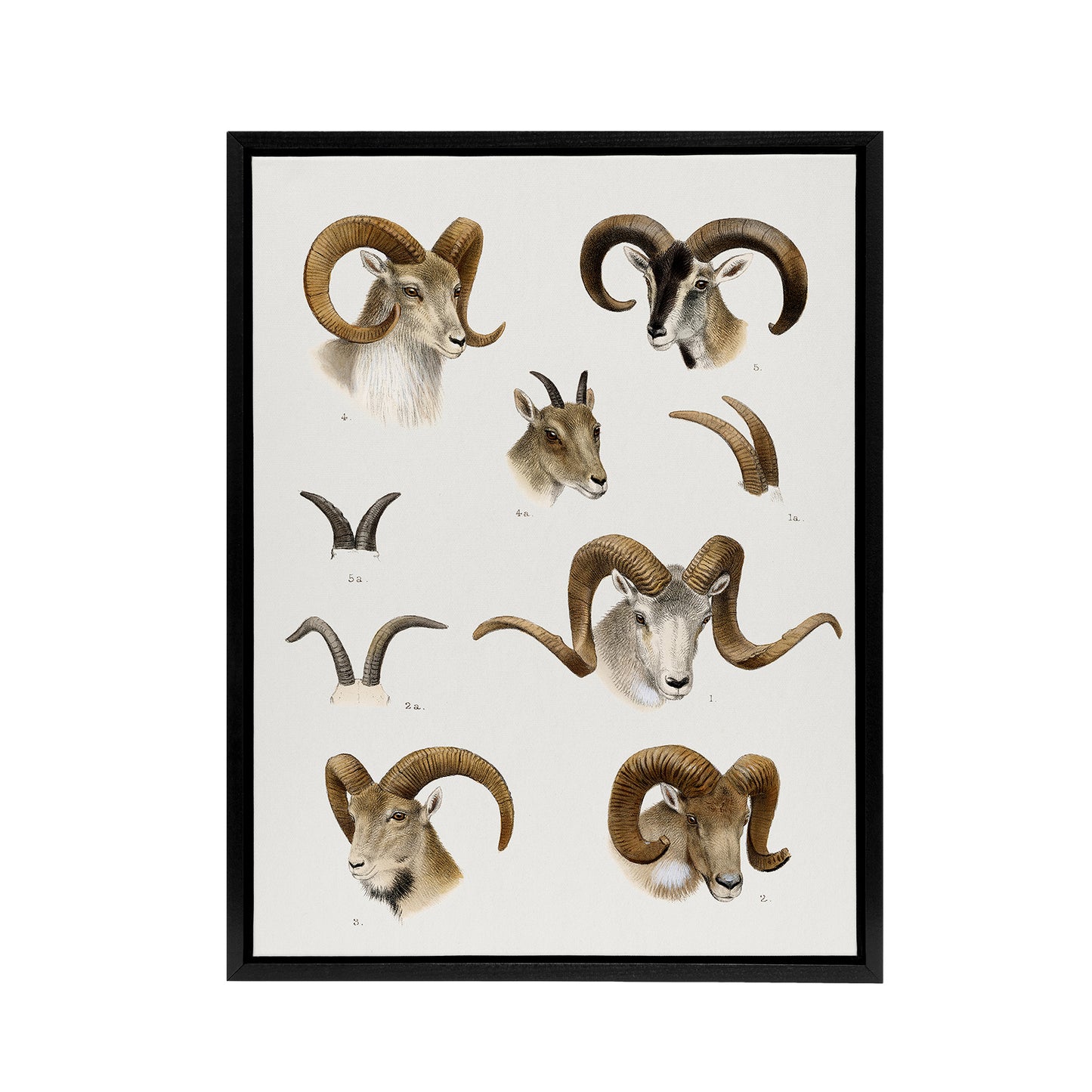 Wild Bovidae Vintage Illustration Lydekker Black Framed Canvas Wall Art