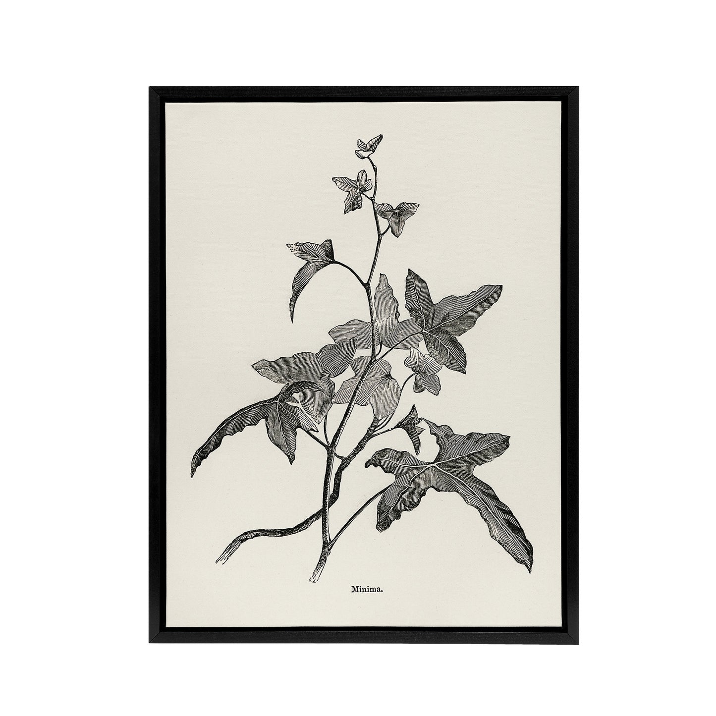 Vintage Botanical Minima Ivy Shirley Hibberd Black Framed Canvas Wall Art