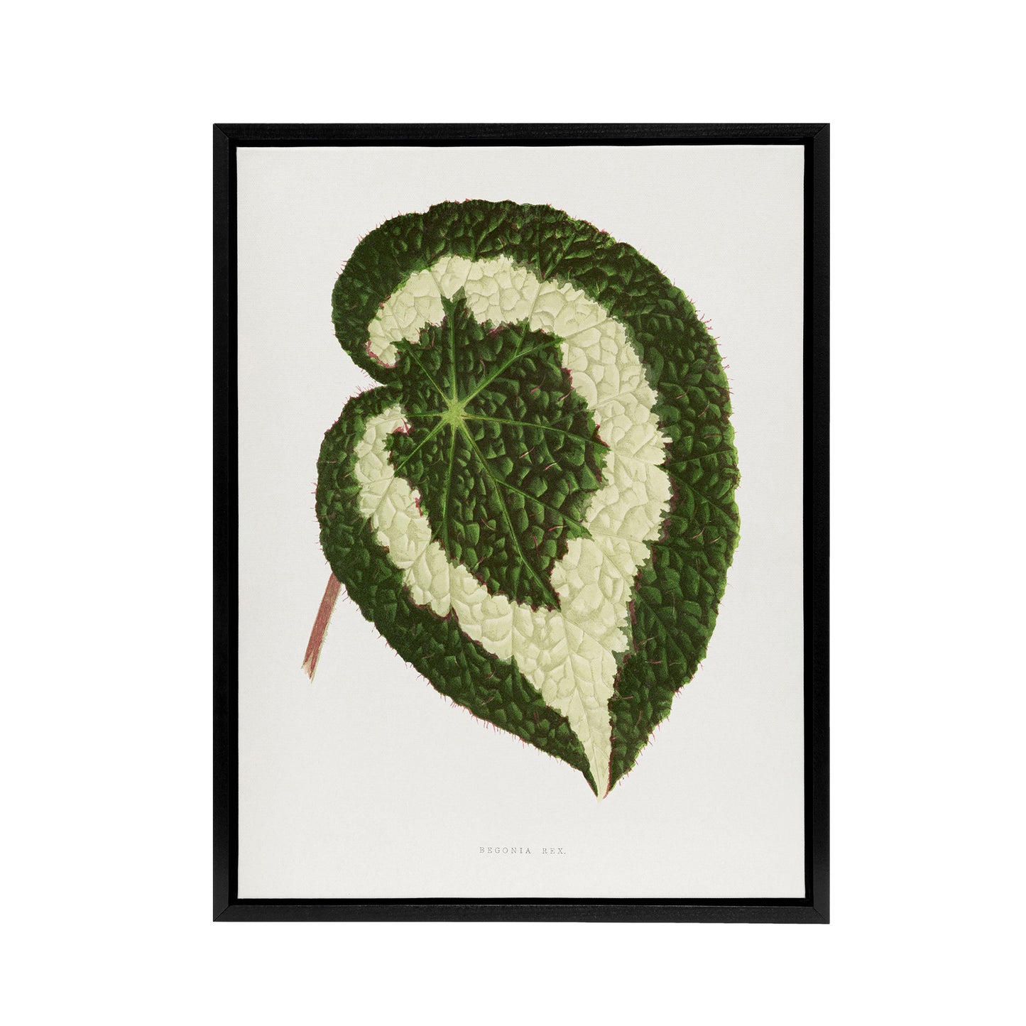 AF Lydon Benjamin Fawcett Begonia Red Leaf Black Framed Canvas Wall Art Print