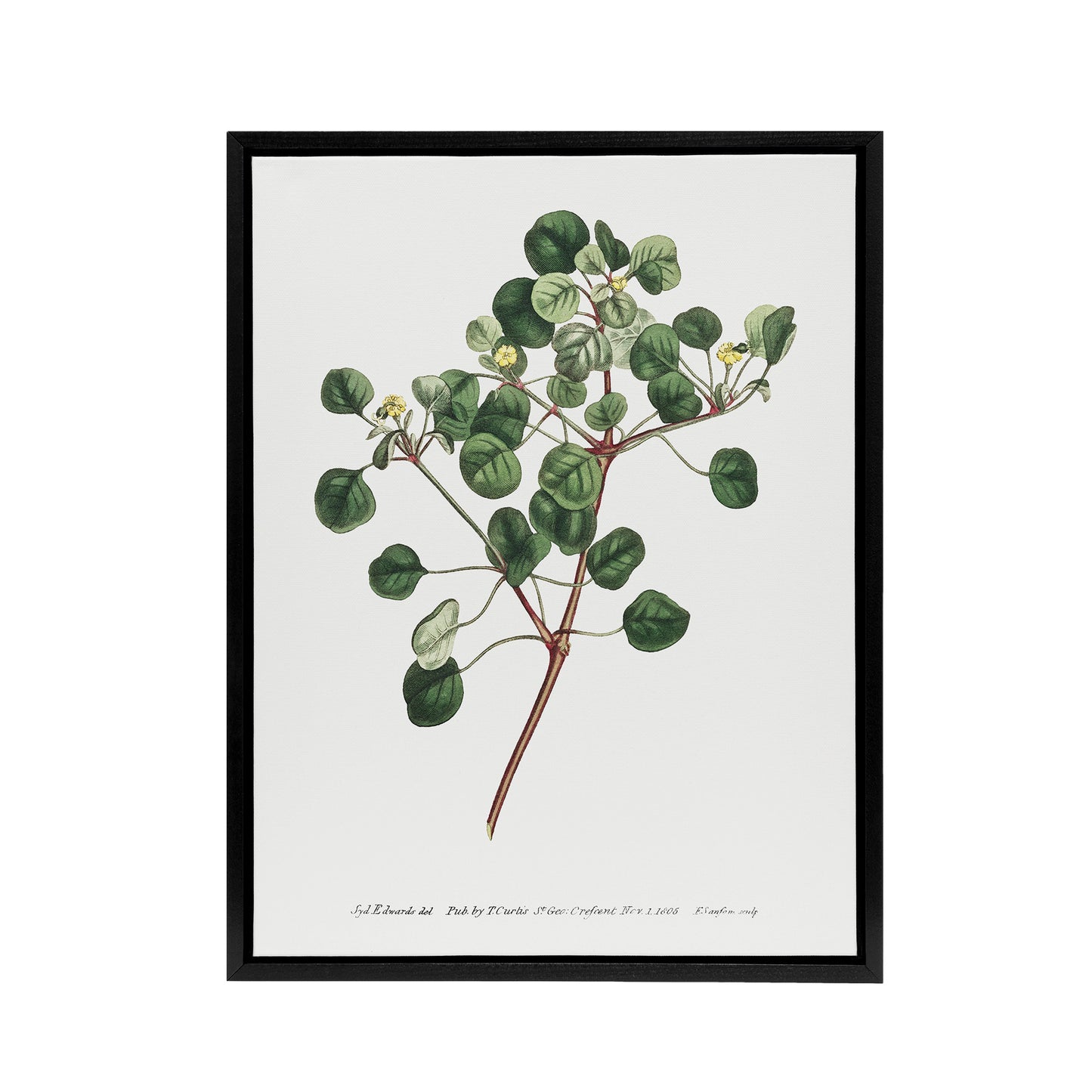 Francis Sansom Manchineel Berry Flowering Plant Black Framed Canvas Art Print
