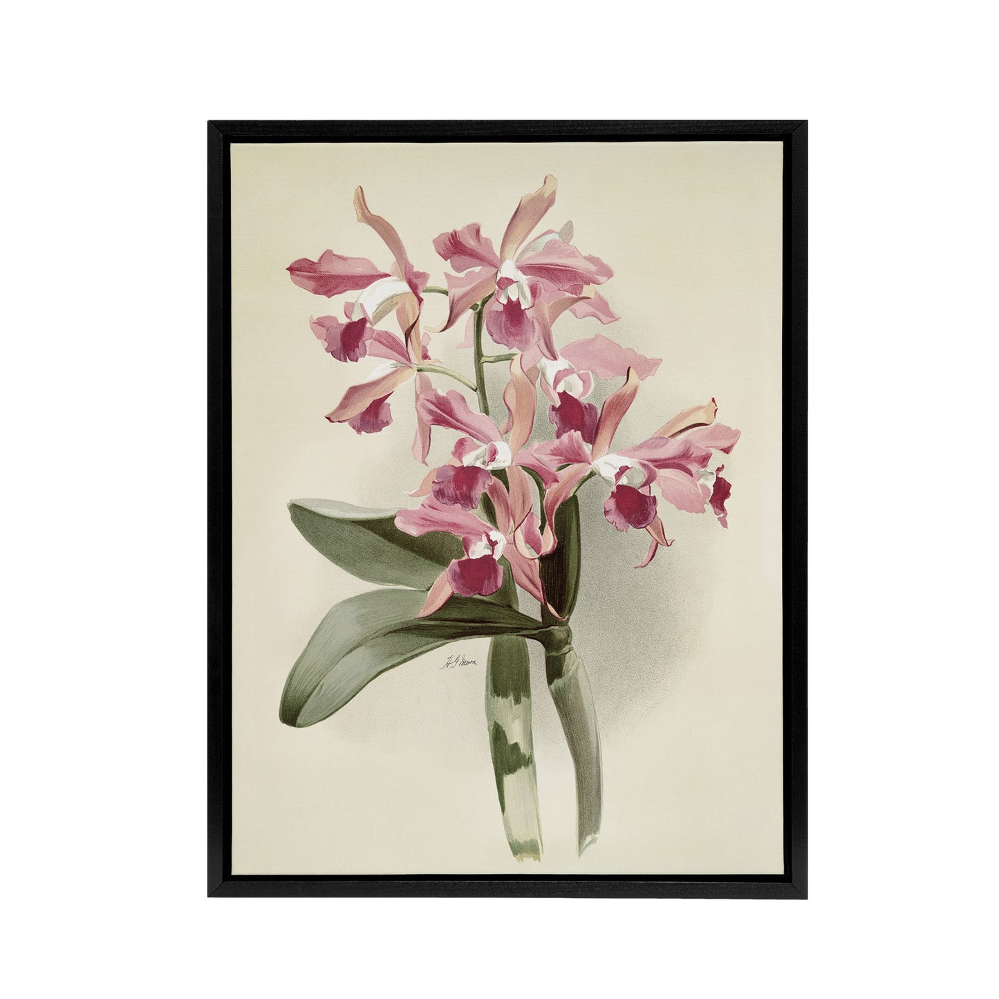Frederick Sander Cattleya Elegans Orchid Flowers Black Framed Canvas Art Print