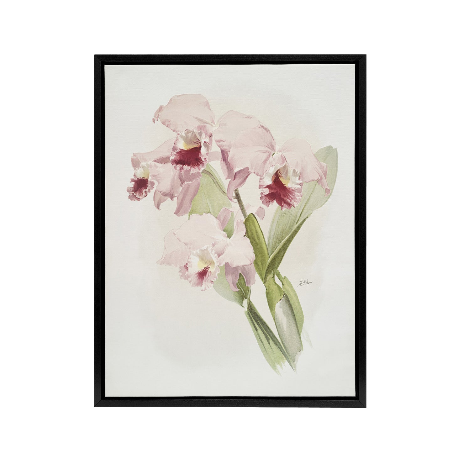 Frederick Sander Cattleya labiata Orchid Flowers Black Framed Canvas Art Print