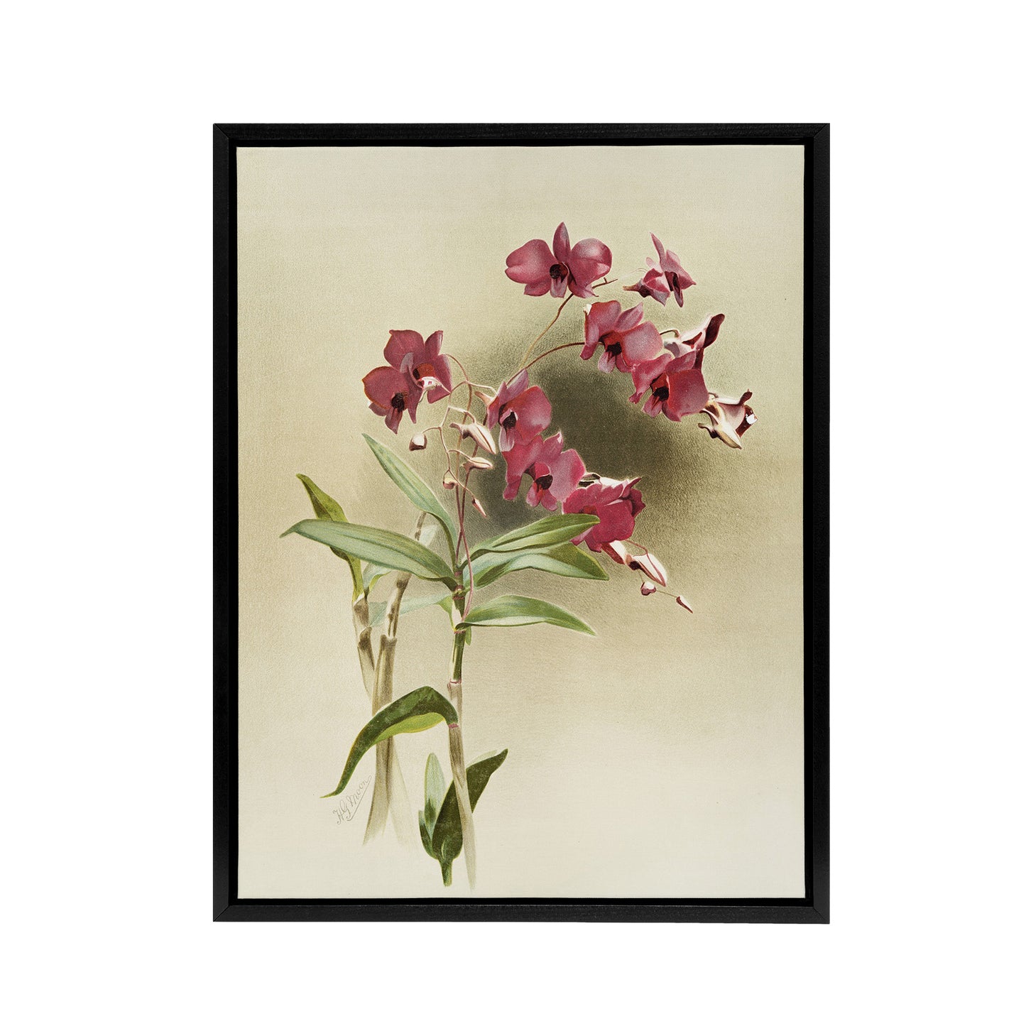 Frederick Sander Cooktown Pink Orchid Flowers Black Framed Canvas Art Print