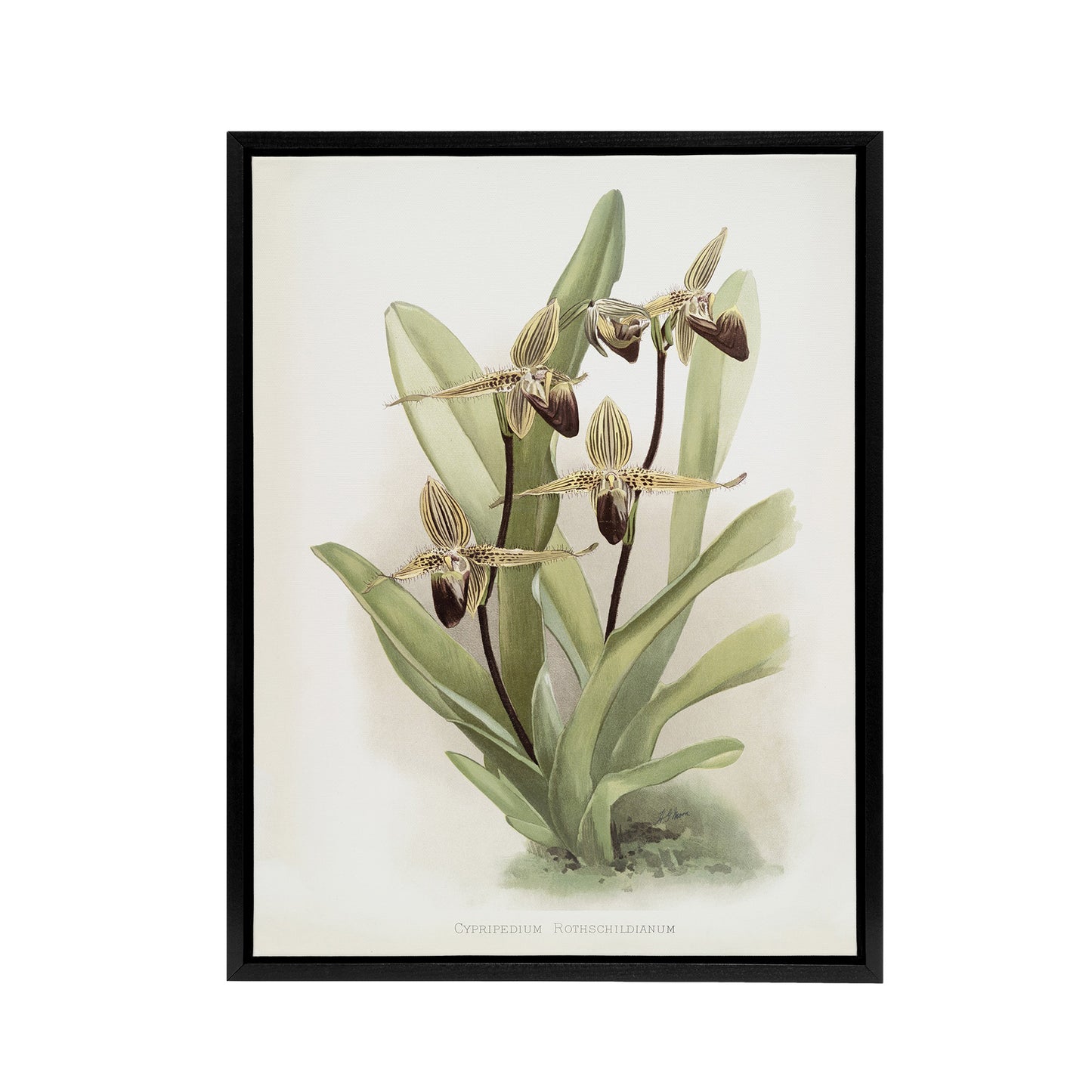 Frederick Sander Cypripedium Rothschildianum Orchid Black Framed Canvas Art