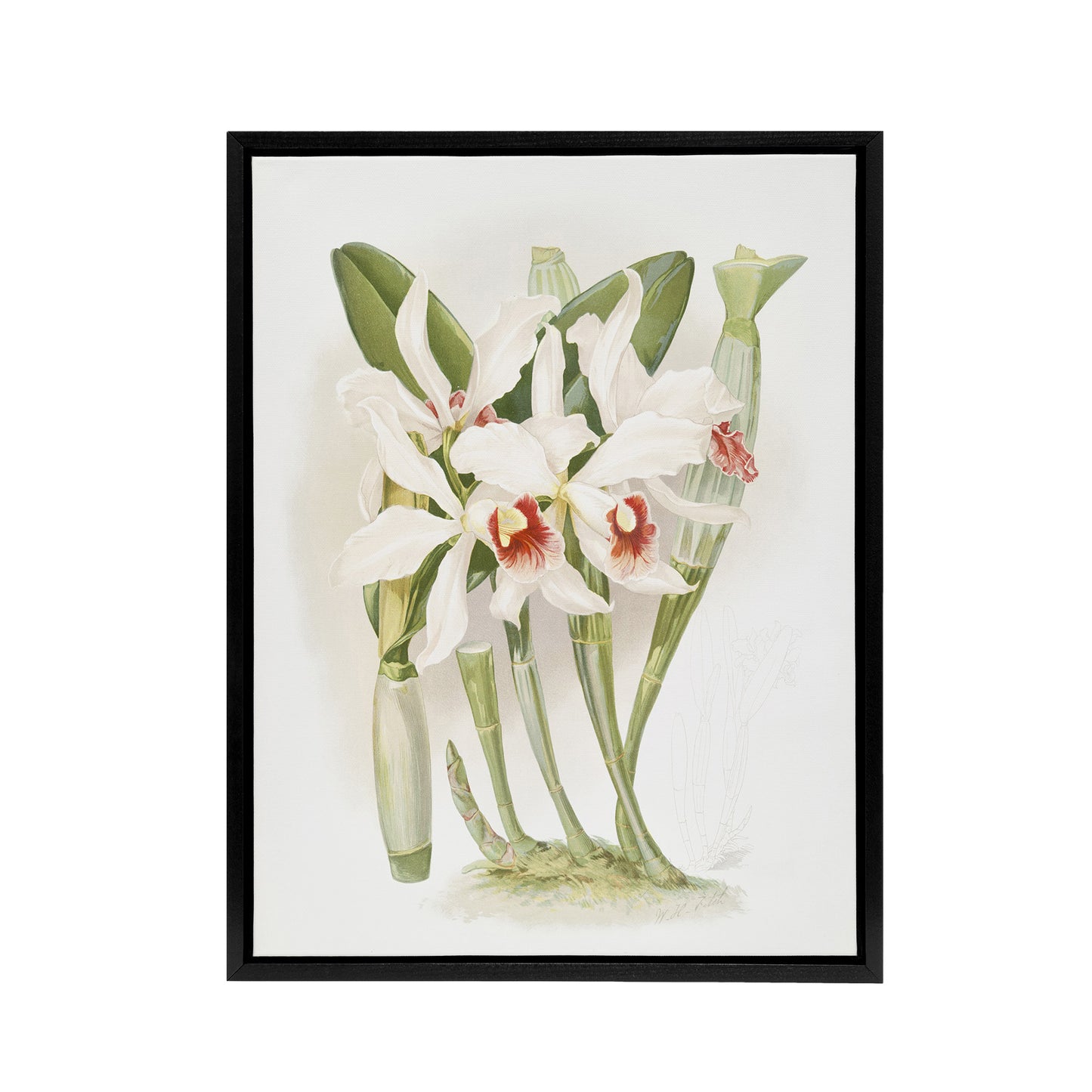 Frederick Sander Laelia Euspatha Orchid Flowers Black Framed Canvas Art Print