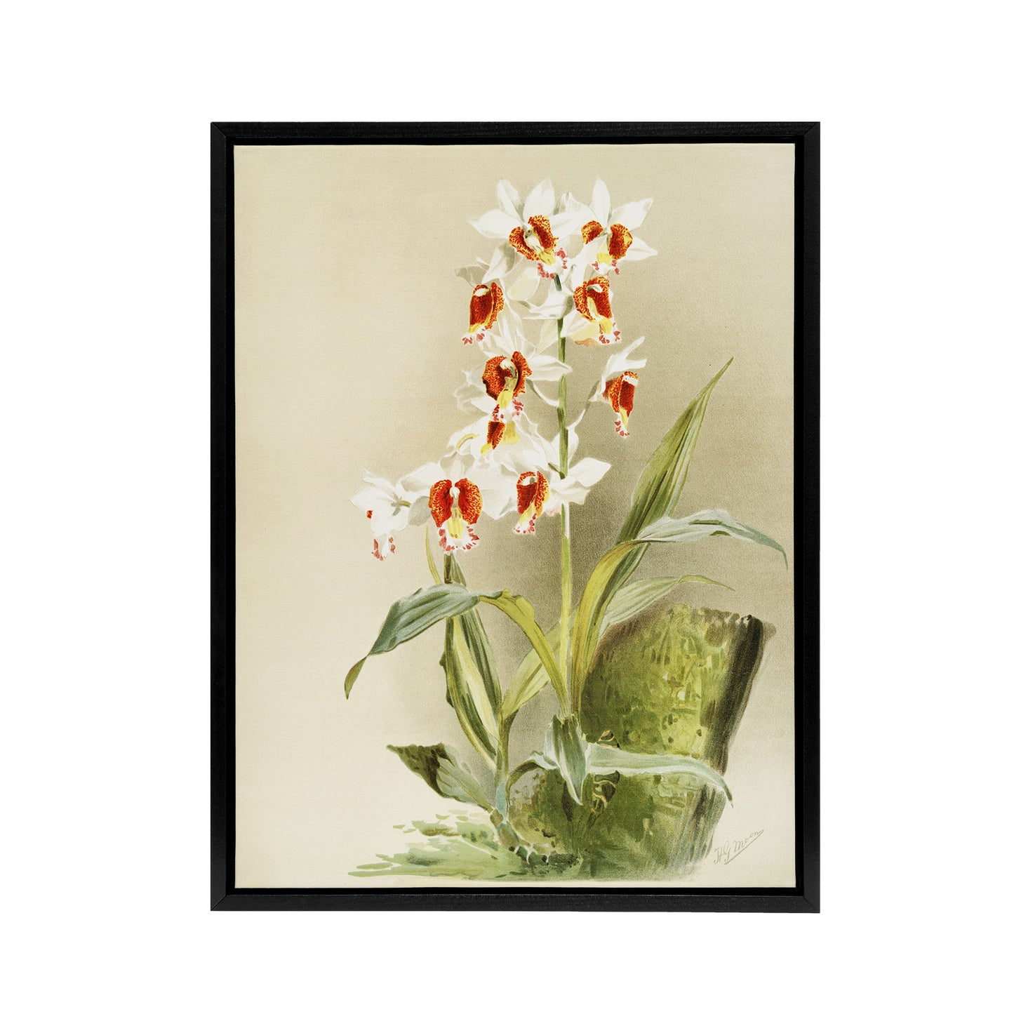 Frederick Sander Madagascar Swamp Orchid Flowers Black Framed Canvas Art Print
