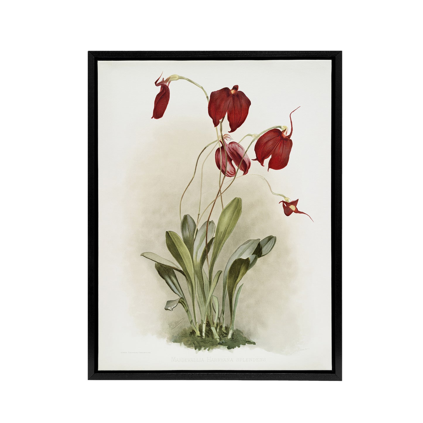 F Sander Masdevallia Harryana Splendens Orchid Black Framed Canvas Art Print