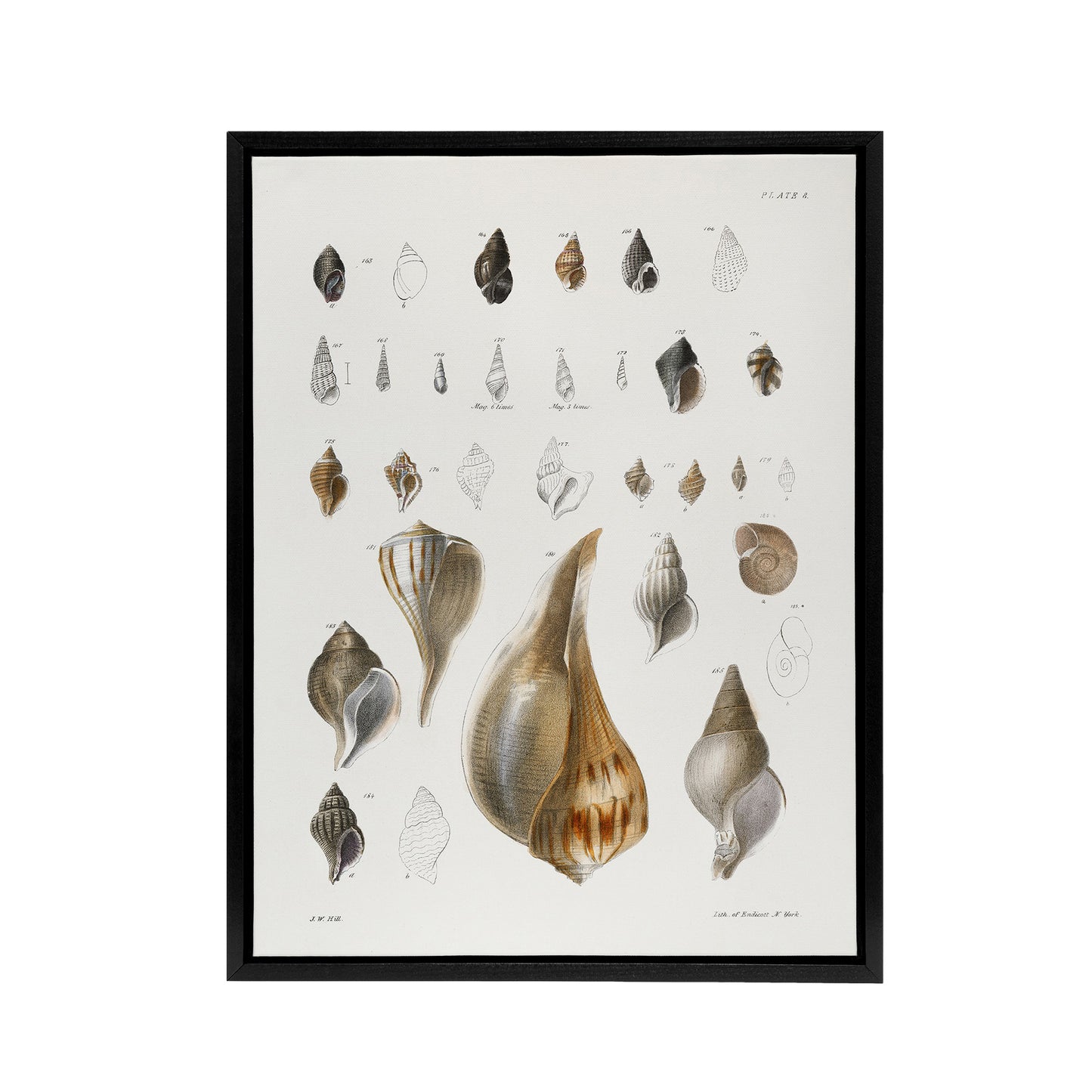James De Kay Different Types of Sea Shells Black Framed Canvas Wall Art Print