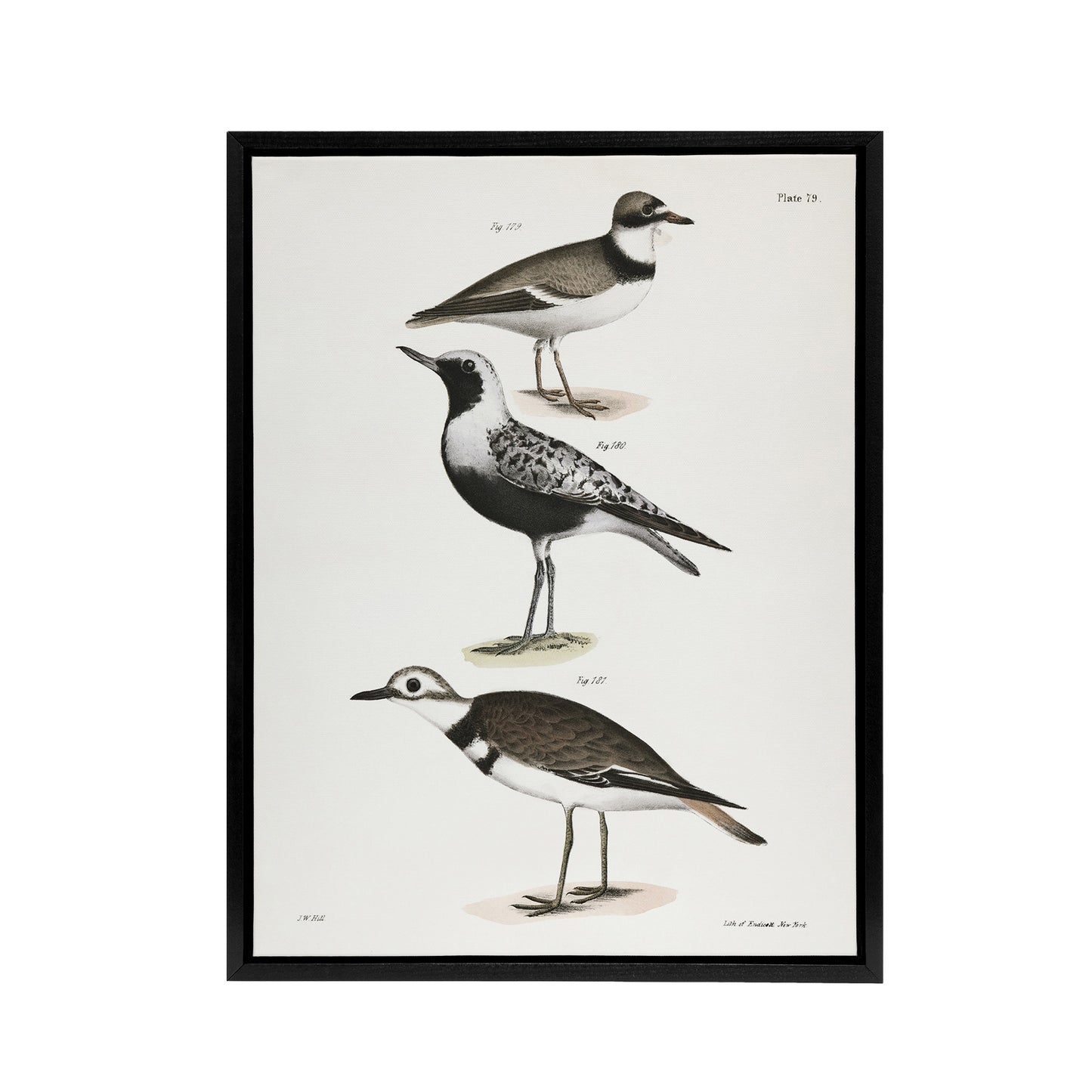 James De Kay Ring Plover Snipe and Kildeer Black Framed Canvas Wall Art Print