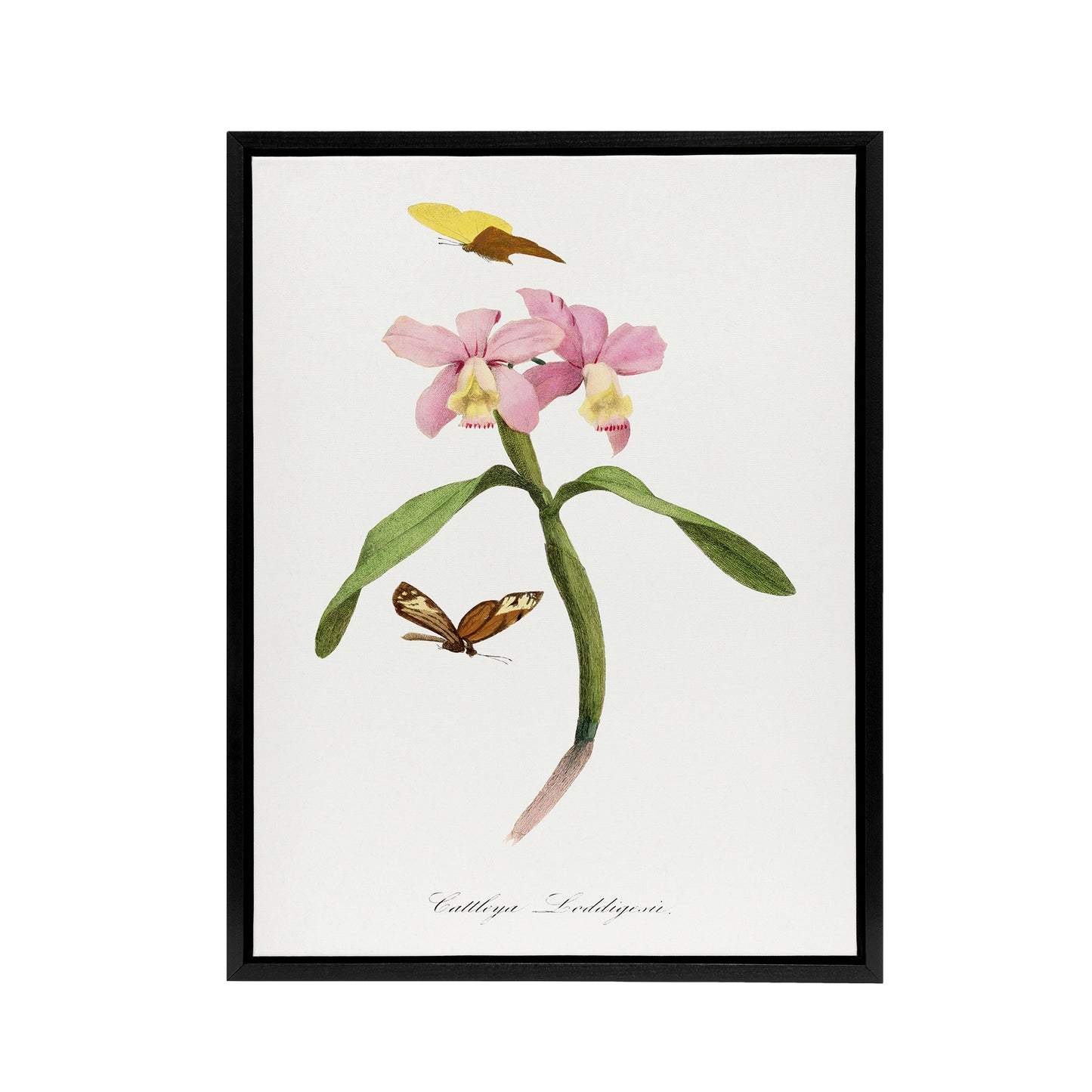Paul Gervais Cattleya Orchids And Butterflies Black Framed Canvas Art Print