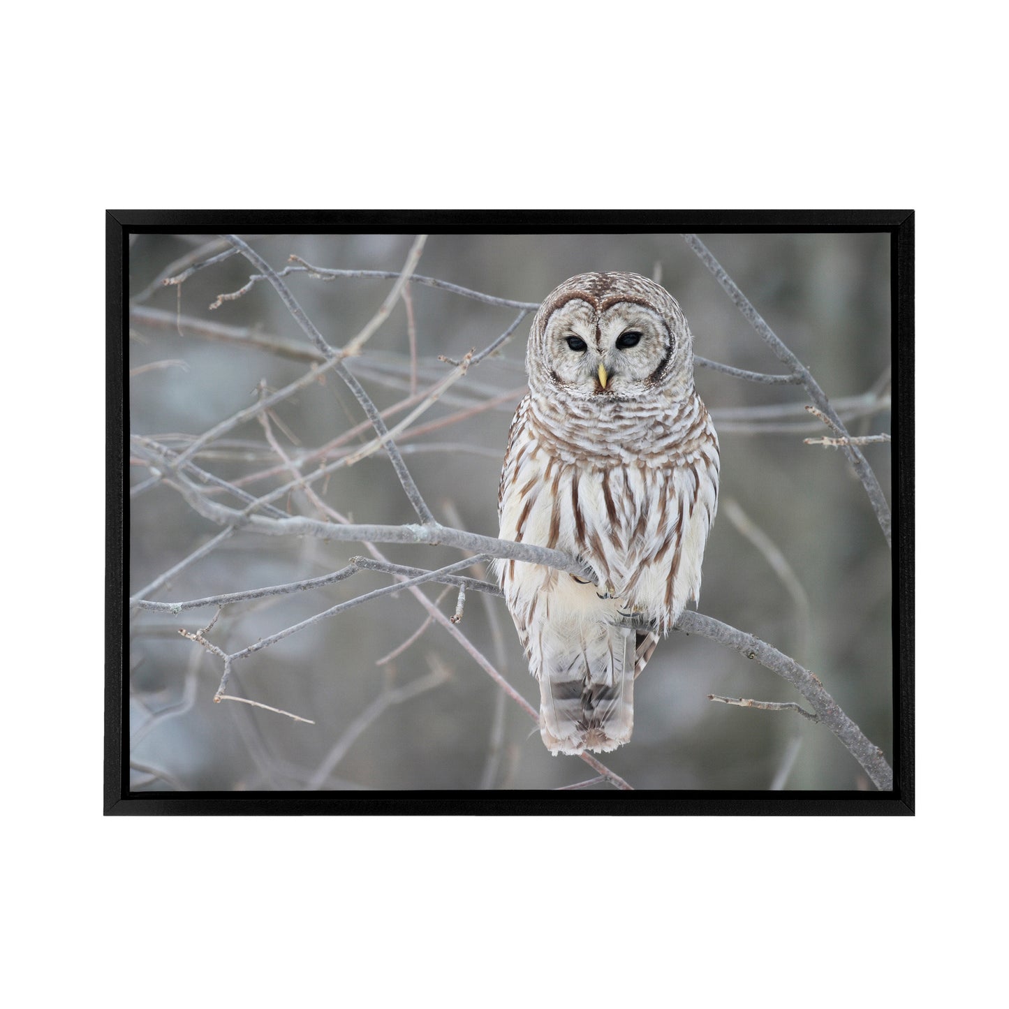 Barred Owl Strix Varia Bird On Branch Black Framed Canvas Wall Art Print