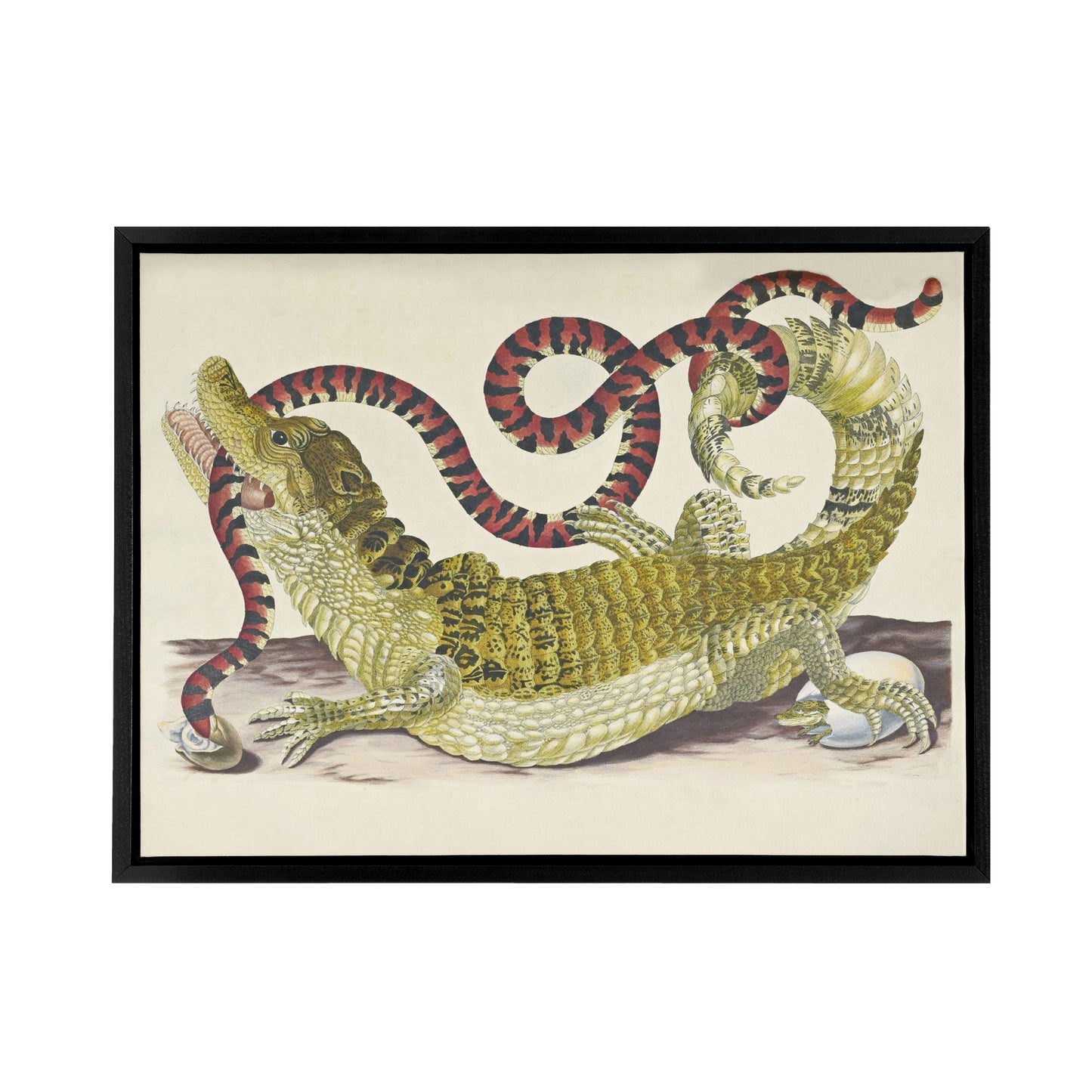 Merian Alligator Crocodile Snake Black Framed Canvas Wall Art Print