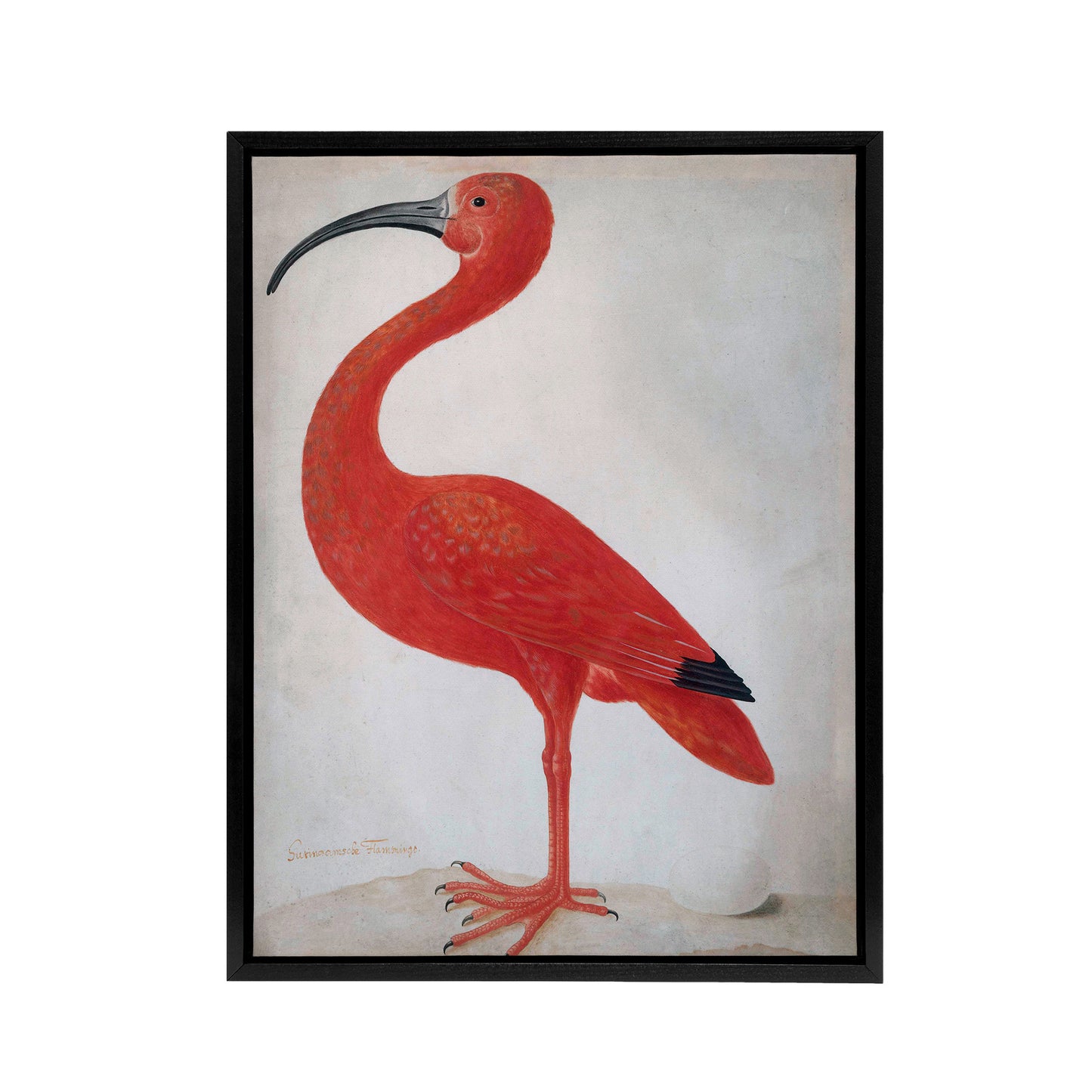 Merian Scarlet Ibis With Egg Nature Black Framed Canvas Wall Art Print