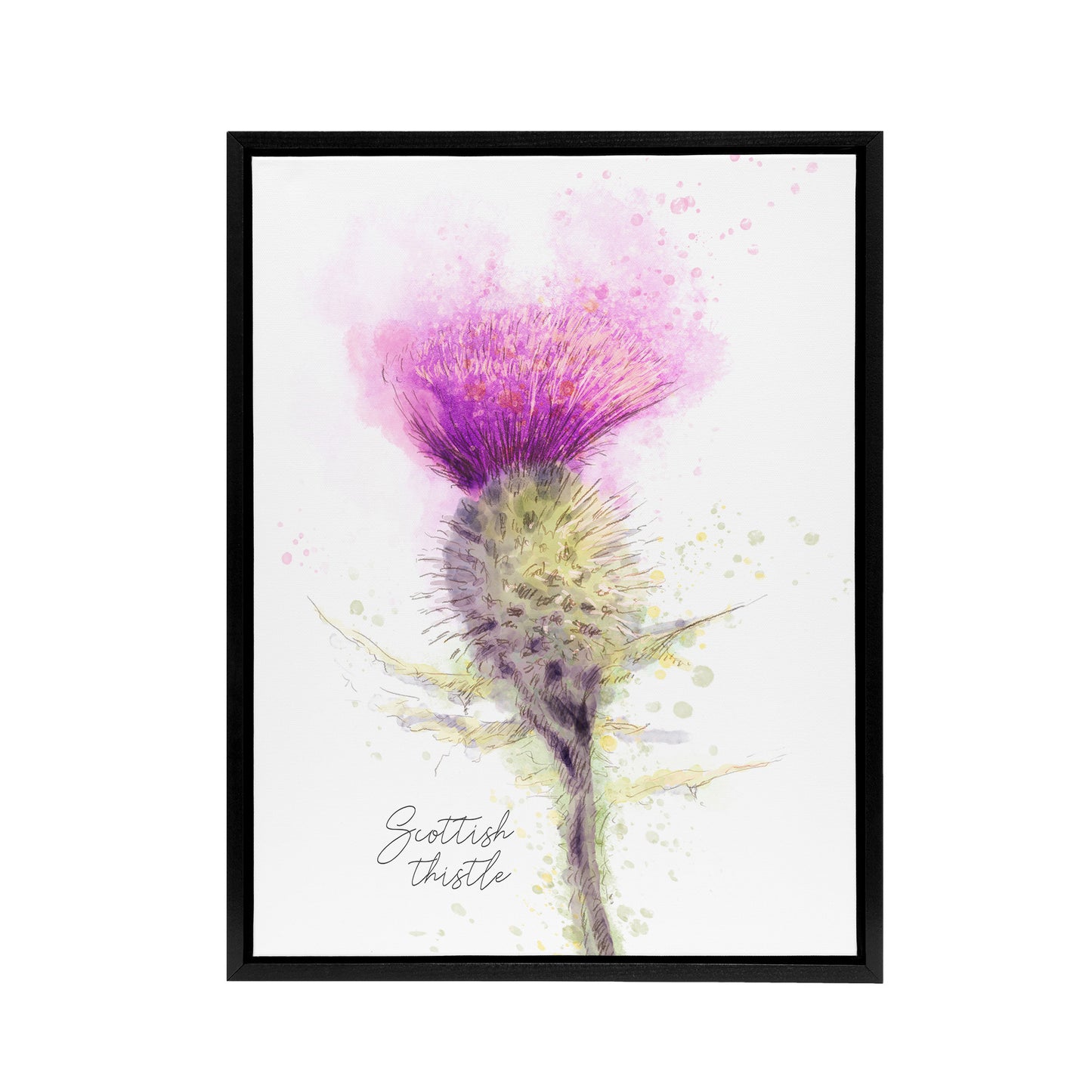 Scottish Thistle Flower Head Black Framed Canvas Wall Art Print
