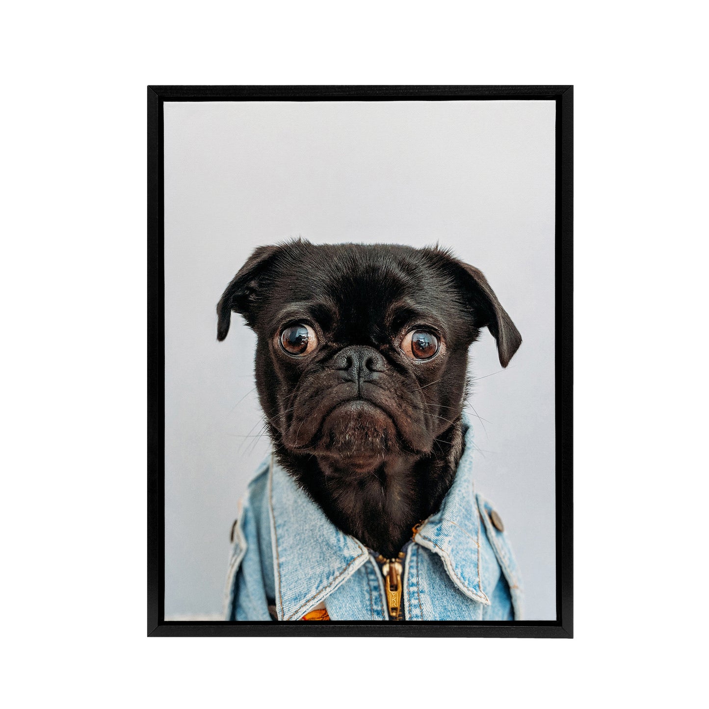 Deluvio Pug Puppy Dog In Jacket Black Framed Canvas Wall Art Print
