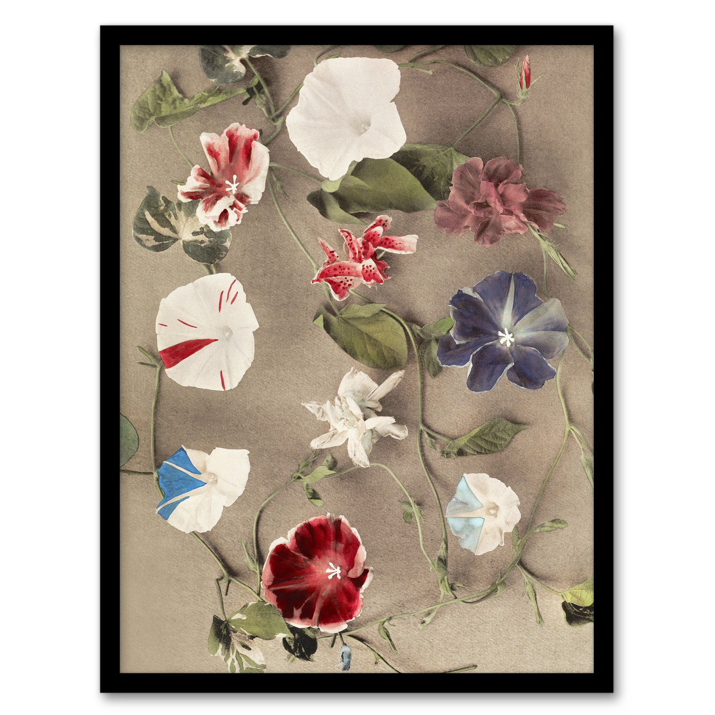 Ogawa Kazumasa Framed Wall Art Print Group Of Morning Glories Home Décor