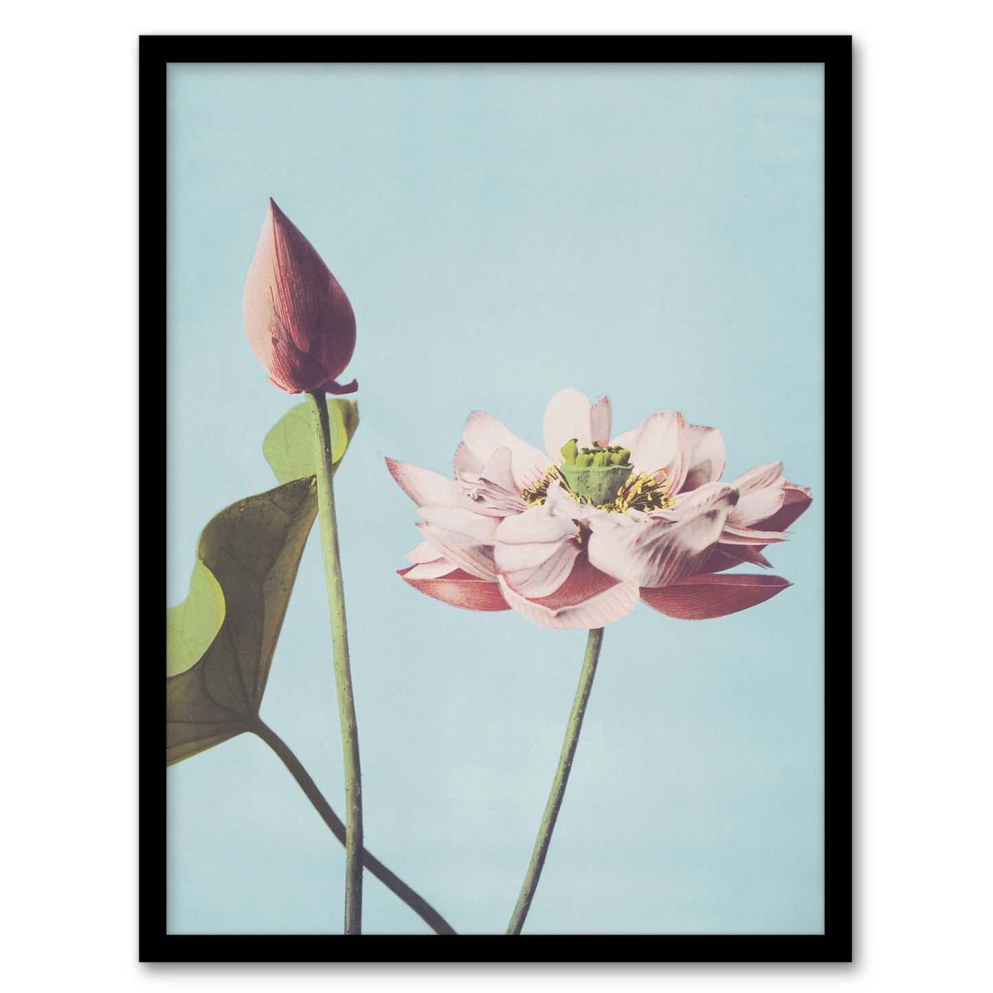Ogawa Kazumasa Framed Wall Art Print Pink Lotus Flower Blooms Home Décor