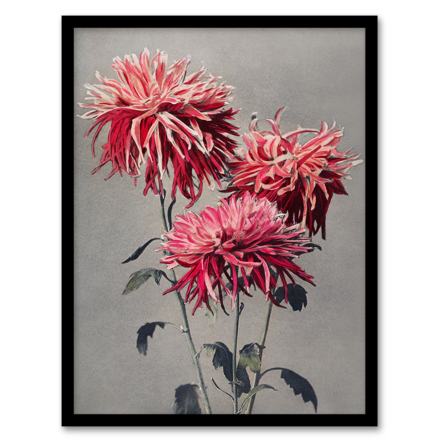 Ogawa Kazumasa Framed Wall Art Print Pink Chrysanthemum Flowers Home Décor