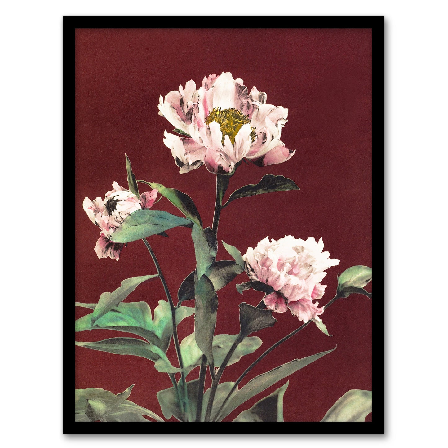 Ogawa Kazumasa Framed Wall Art Print Pink Herbaceous Peony Flower Home Décor