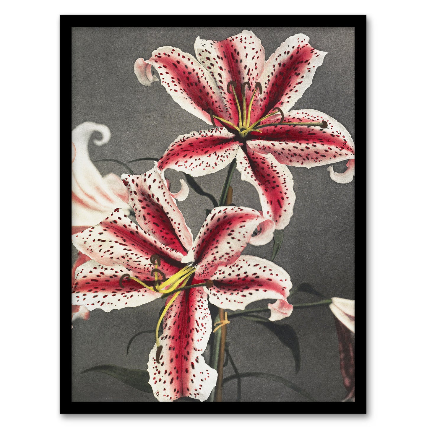 Ogawa Kazumasa Framed Wall Art Print Pink Spotted Lily Flower Blooms Home Décor
