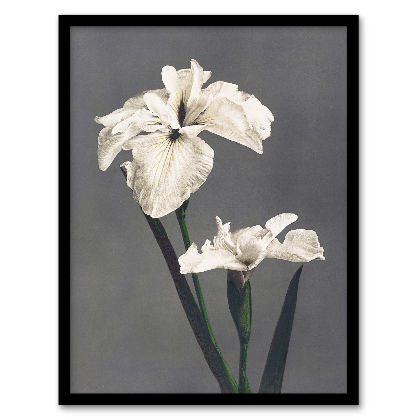 Ogawa Kazumasa Framed Wall Art Print White Water Iris Flowers Home Décor