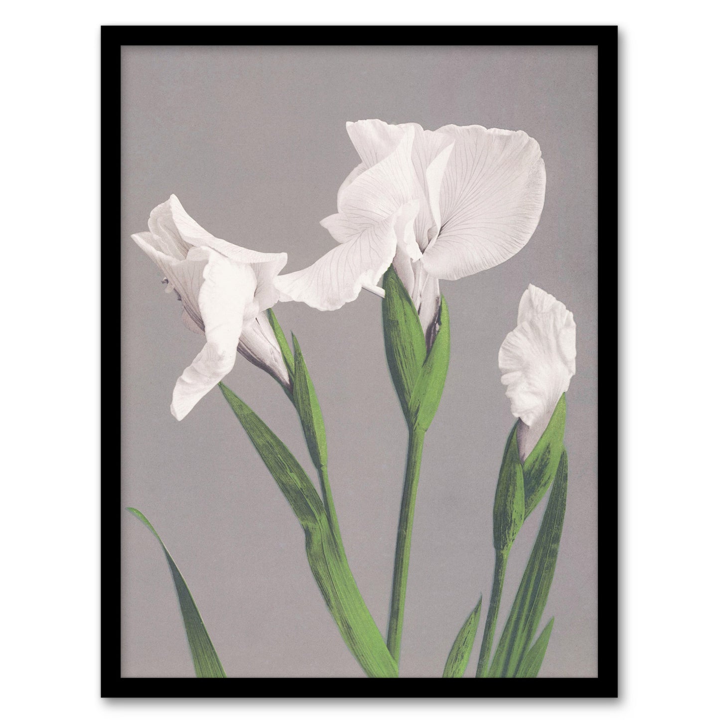 Ogawa Kazumasa Framed Wall Art Print White Irises Blooming Flowers Home Décor