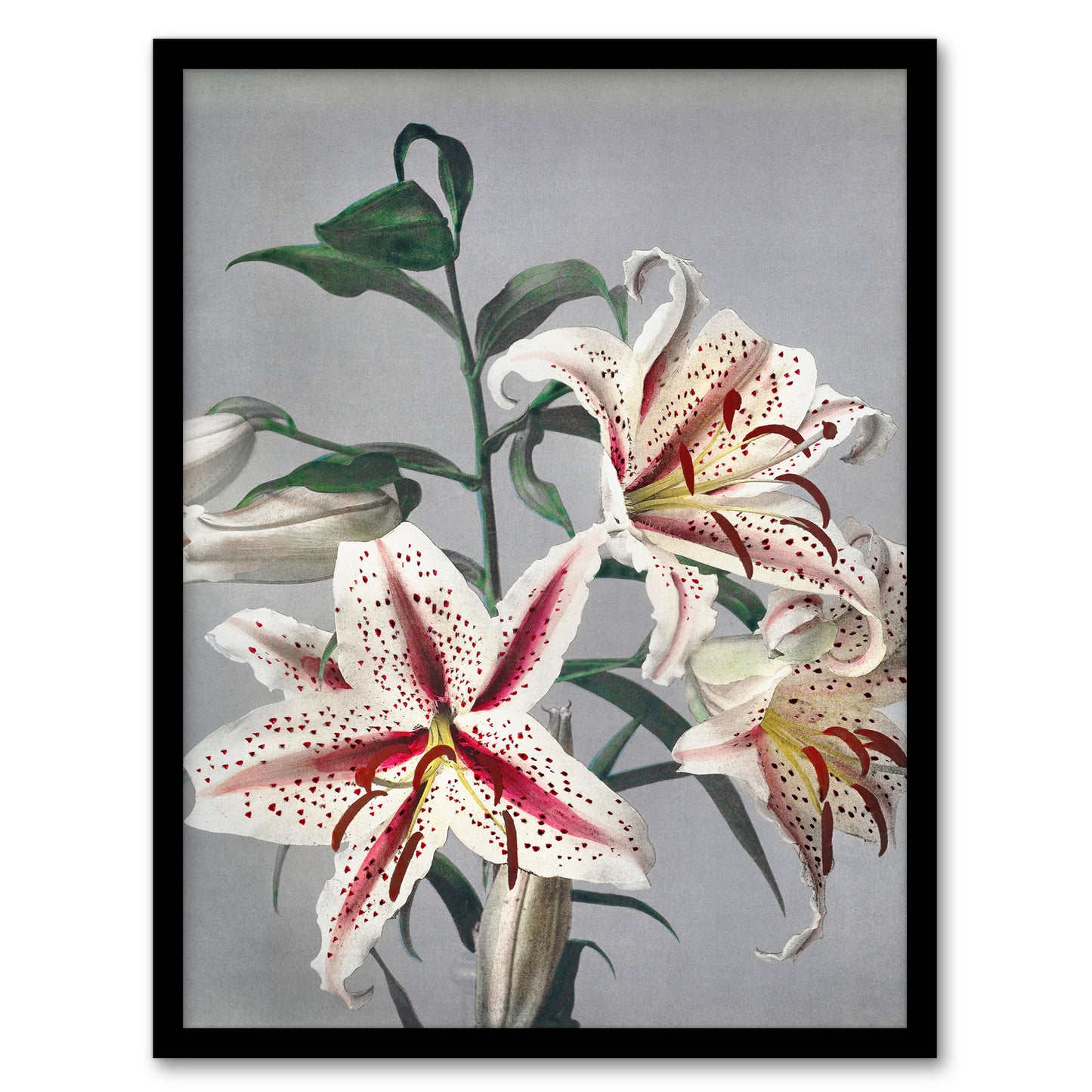 Ogawa Kazumasa Framed Wall Art Print White Pink Spotted Lilly Flowers Home Décor