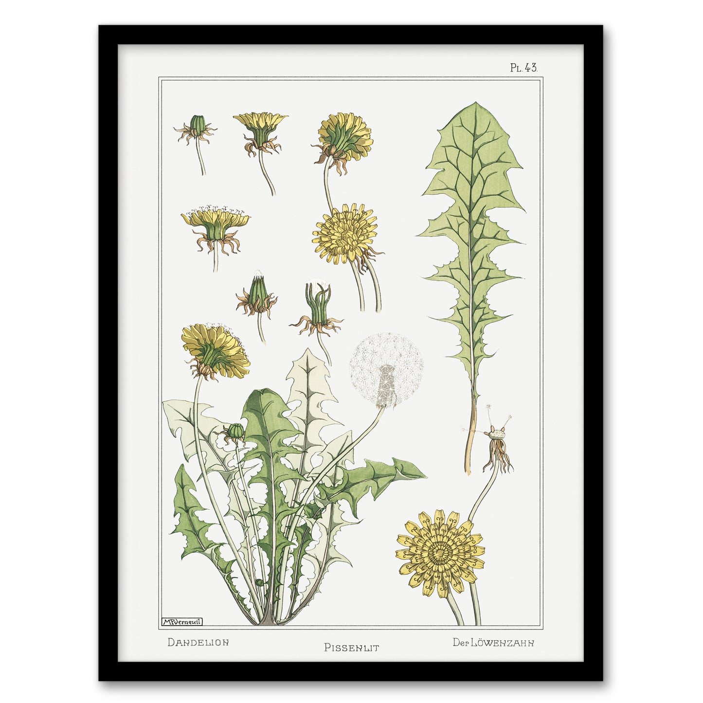 Maurice Pillard Verneuil Framed Wall Art Print Dandelion Flower Plant Home Décor