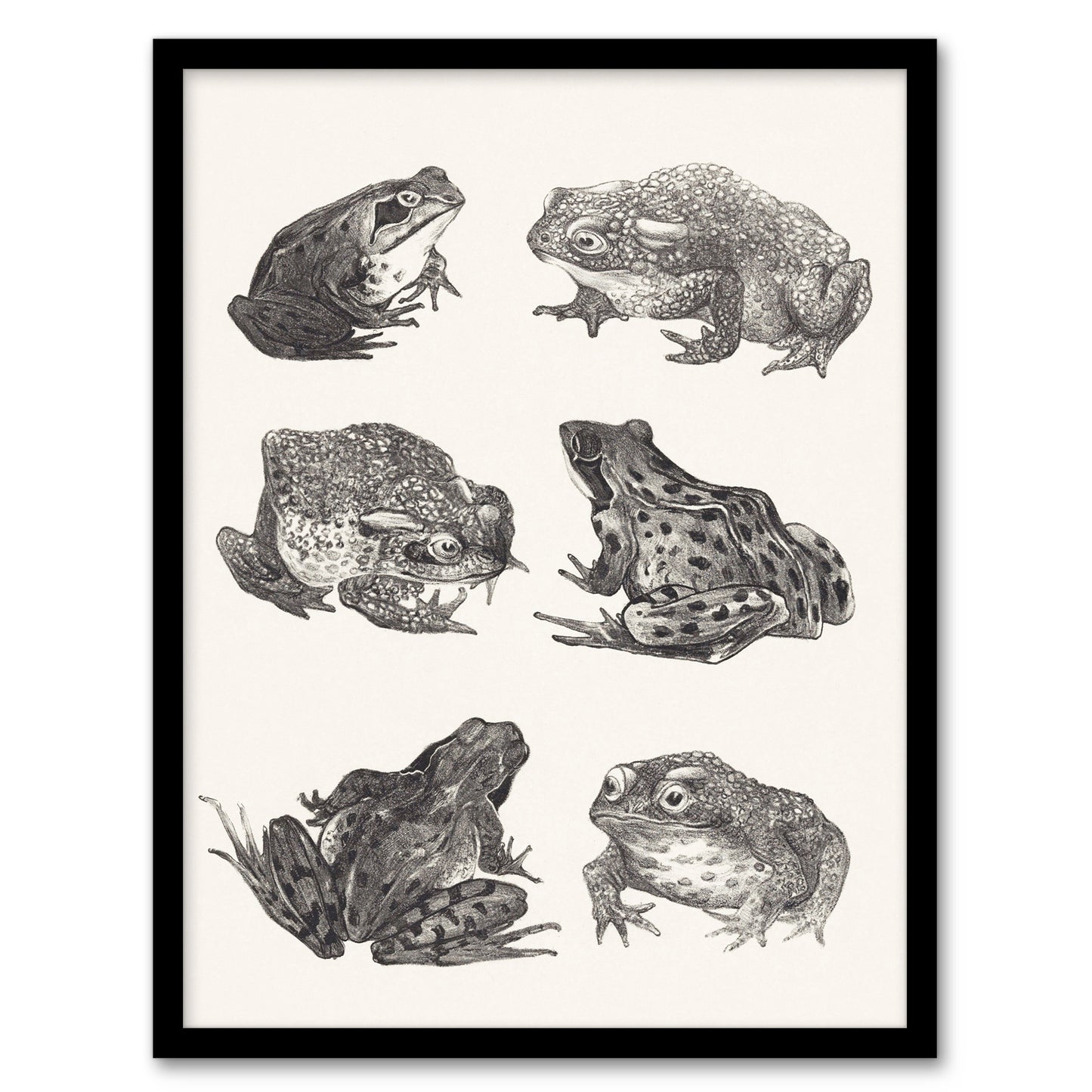 Theo van Hoytema Framed Wall Art Six Frogs and Toads Pencil Drawing Home Décor