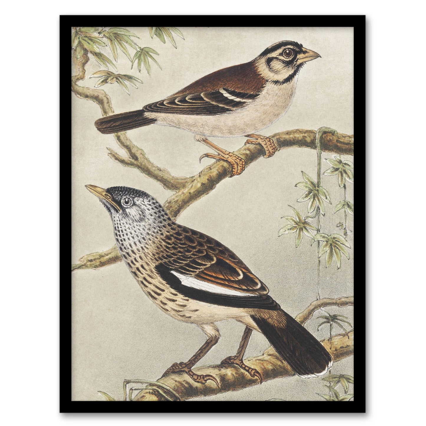 Theo van Hoytema Framed Wall Art Print Two Birds on Tree Branches Home Décor