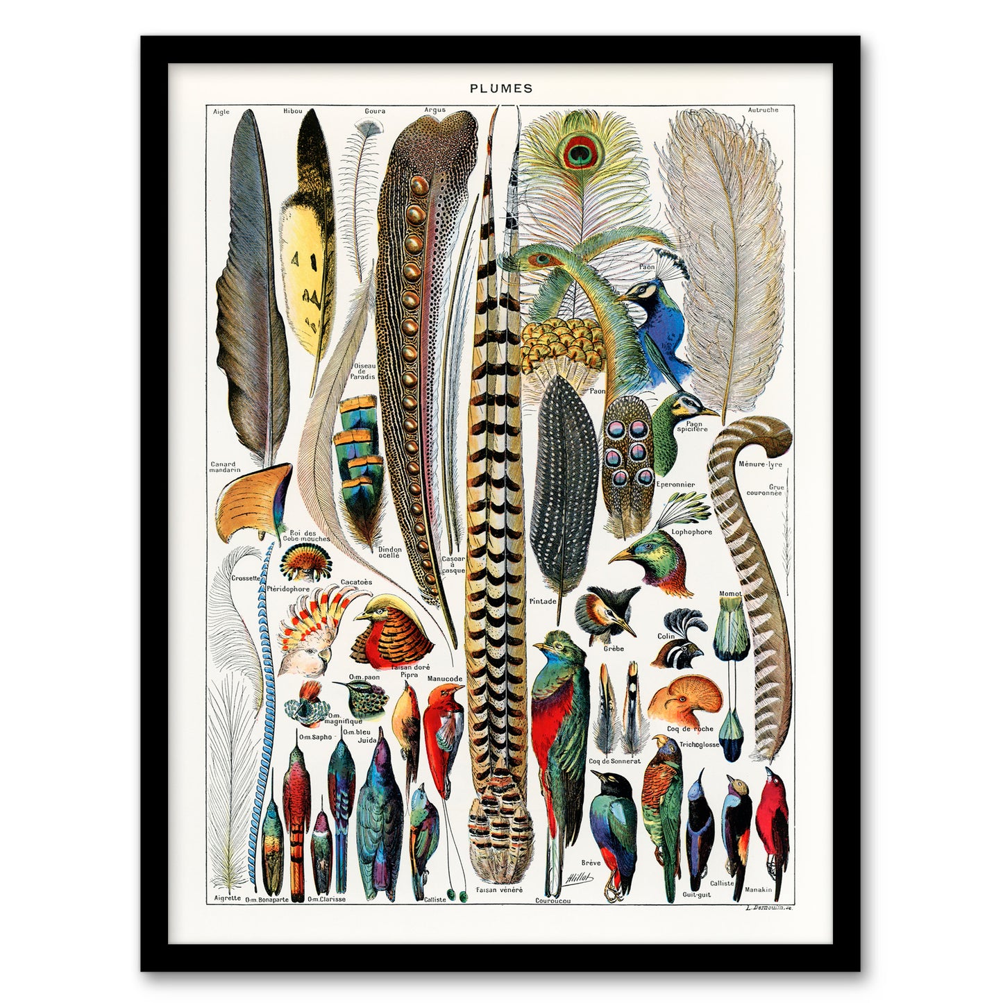 Adolphe Millot Framed Wall Art Print Plumes Exotic Bird Feathers Home Décor