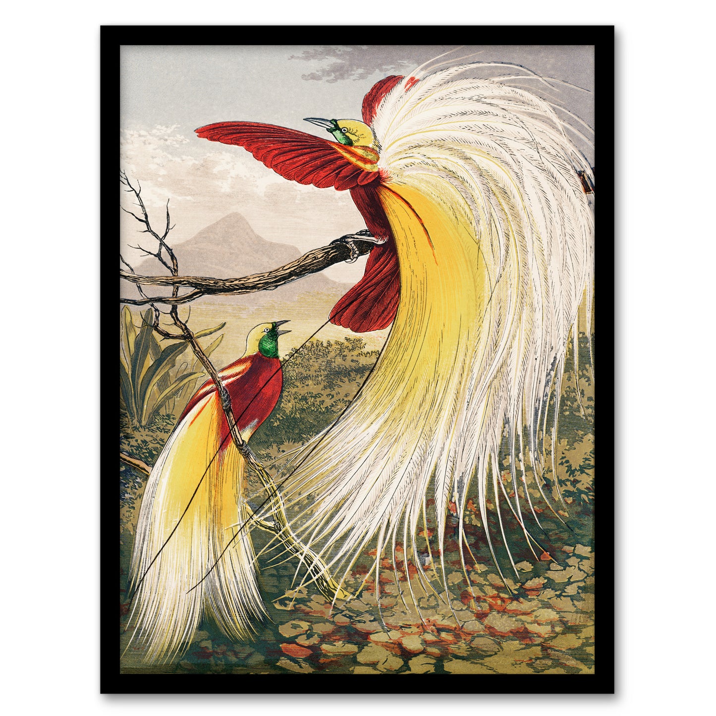 Benjamin Fawcett Framed Wall Art Print Bird of Paradise Exotic Animal Home Décor