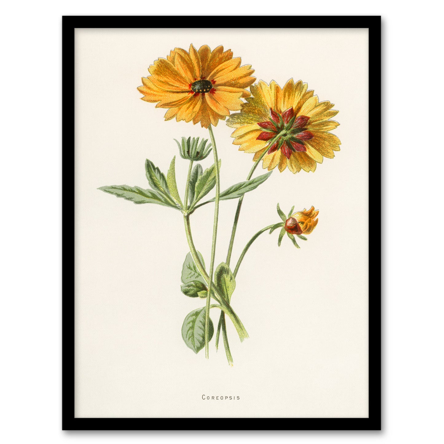 Frederick Edward Hulme Framed Wall Art Coreopsis Tickseed Flower Home Décor