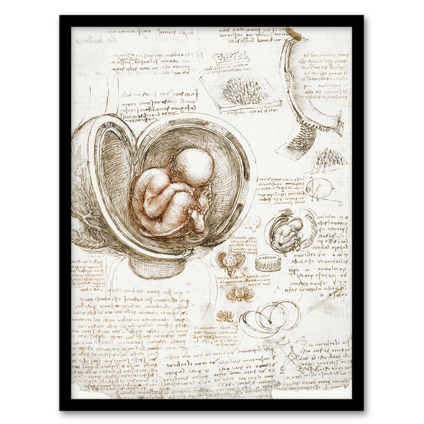 Leonardo da Vinci Framed Wall Art Studies of the Foetus in the Womb Home Décor