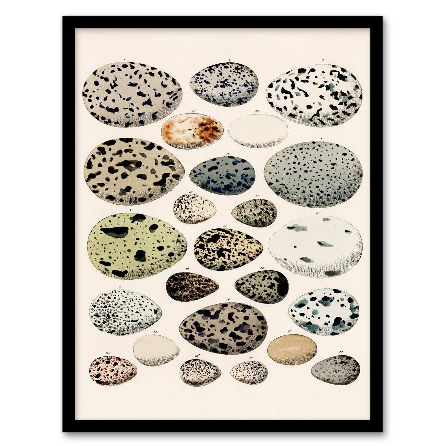 Lorenz Oken Framed Wall Art Print Different Species Bird Eggs Home Décor