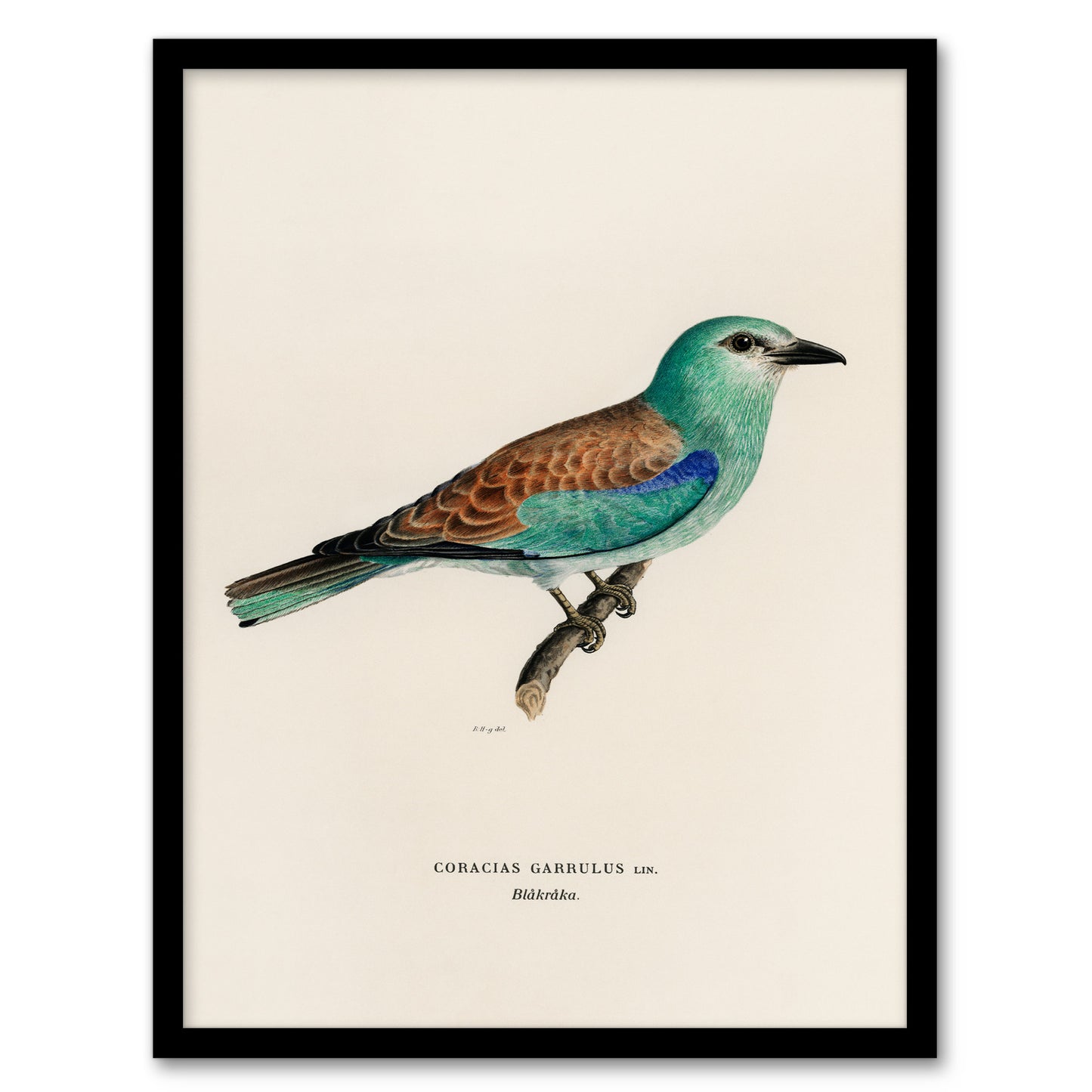 Magnus Von Wright Framed Wall Art Print European Roller Bird Home Décor