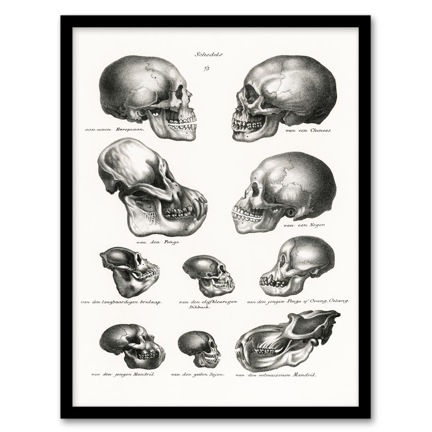 Schinz de Visser Framed Wall Art Print Human Monkey and Ape Skulls Home Décor