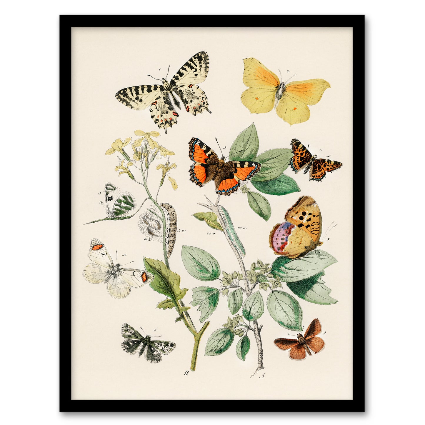 William Forsell Kirby Framed Wall Art Butterflies Moths Caterpillars Home Décor