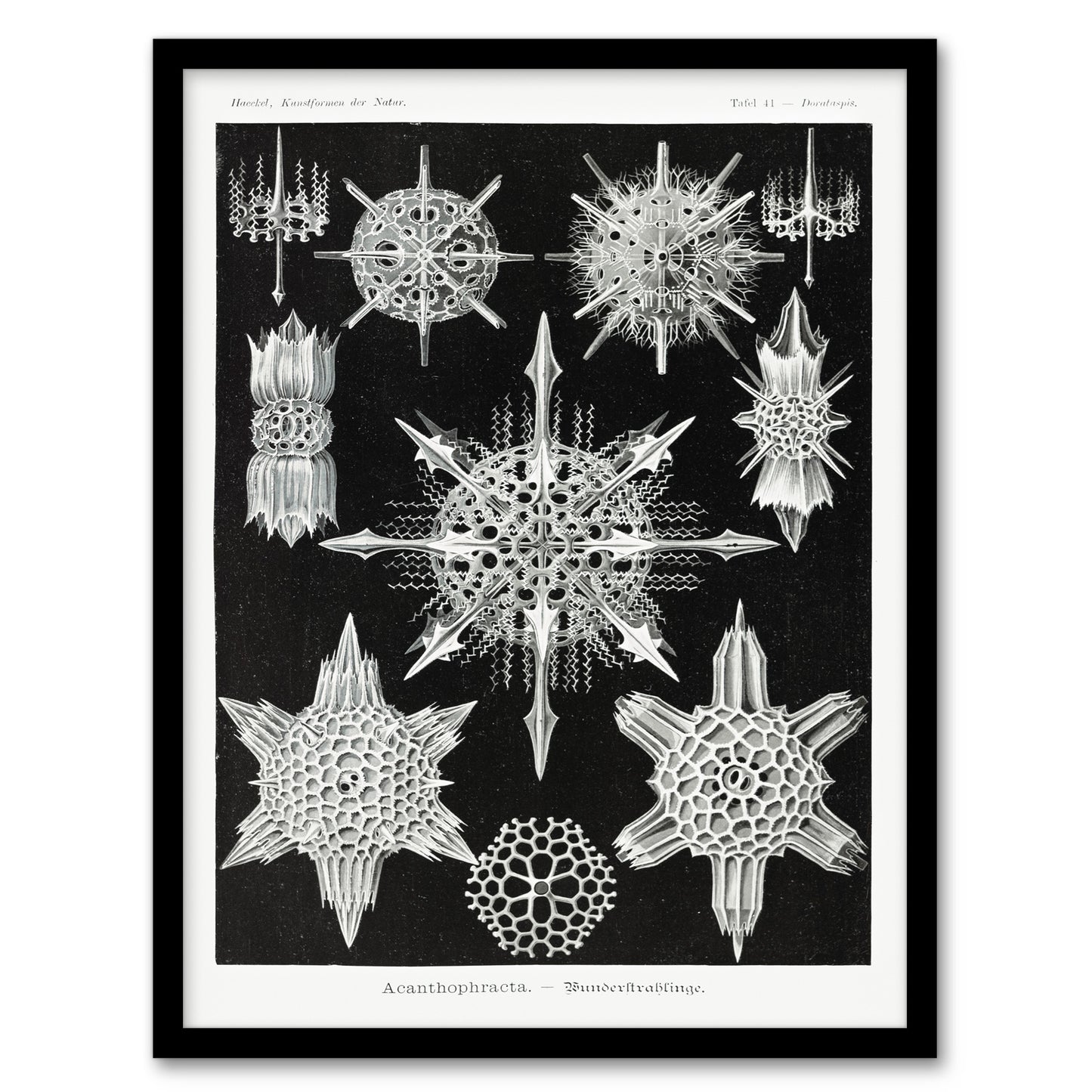 Ernst Haeckel Framed Wall Art Acanthophracta Black White Marine Life Home Décor