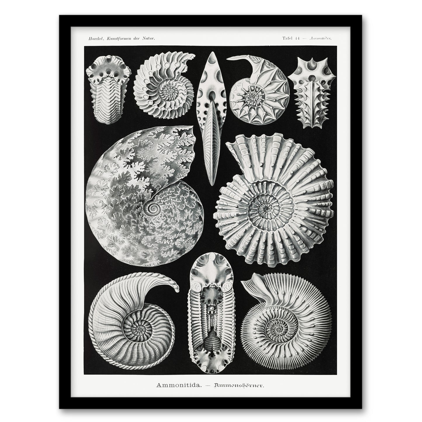 Ernst Haeckel Framed Wall Art Print Ammonite Fossil Cephalopods Home Décor