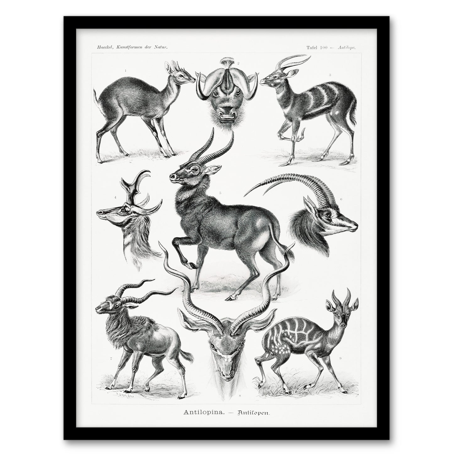 Ernst Haeckel Framed Wall Art Print Art Forms of Nature Antilope Home Décor