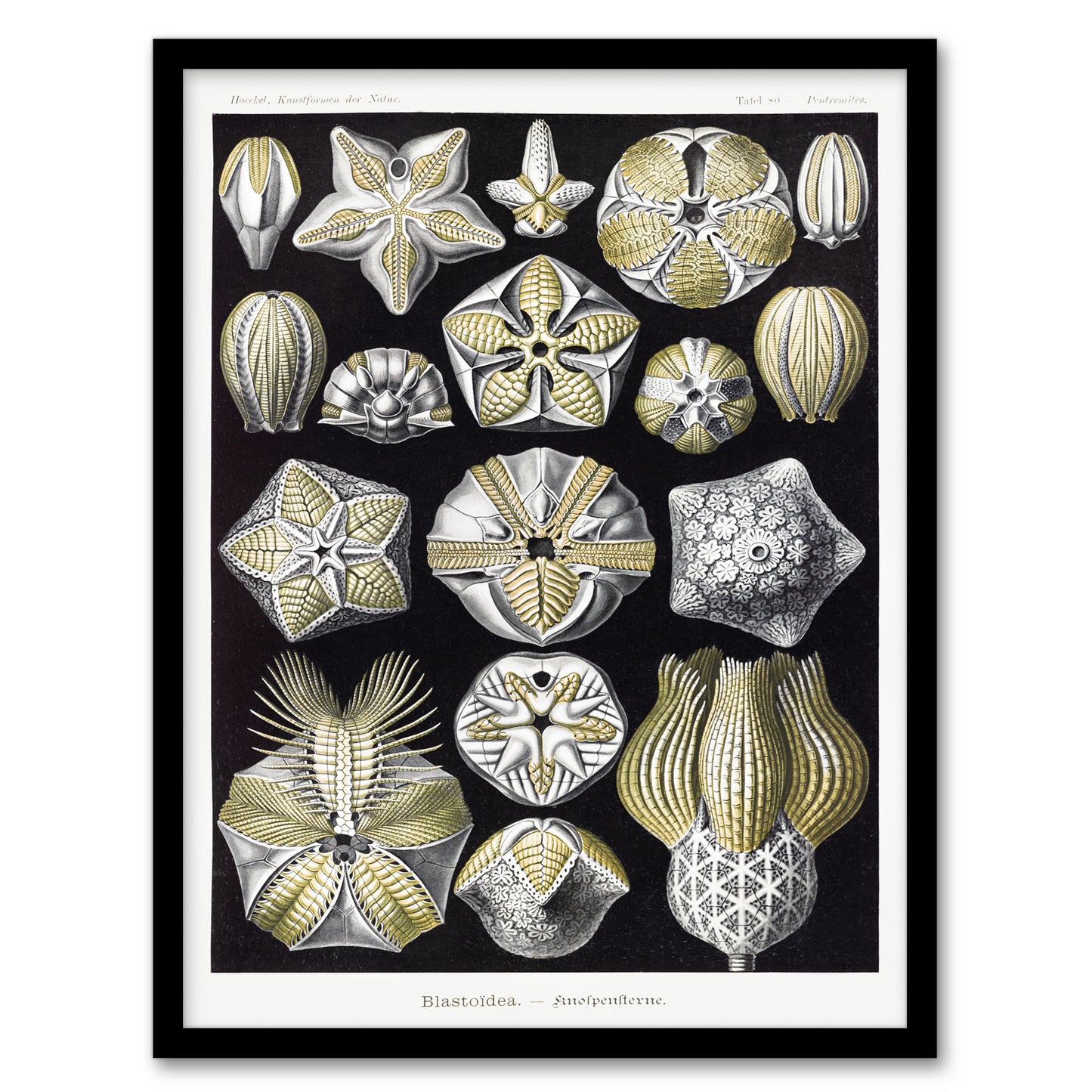 Ernst Haeckel Framed Wall Art Print Blastoid Sea Buds Urchins Home Décor